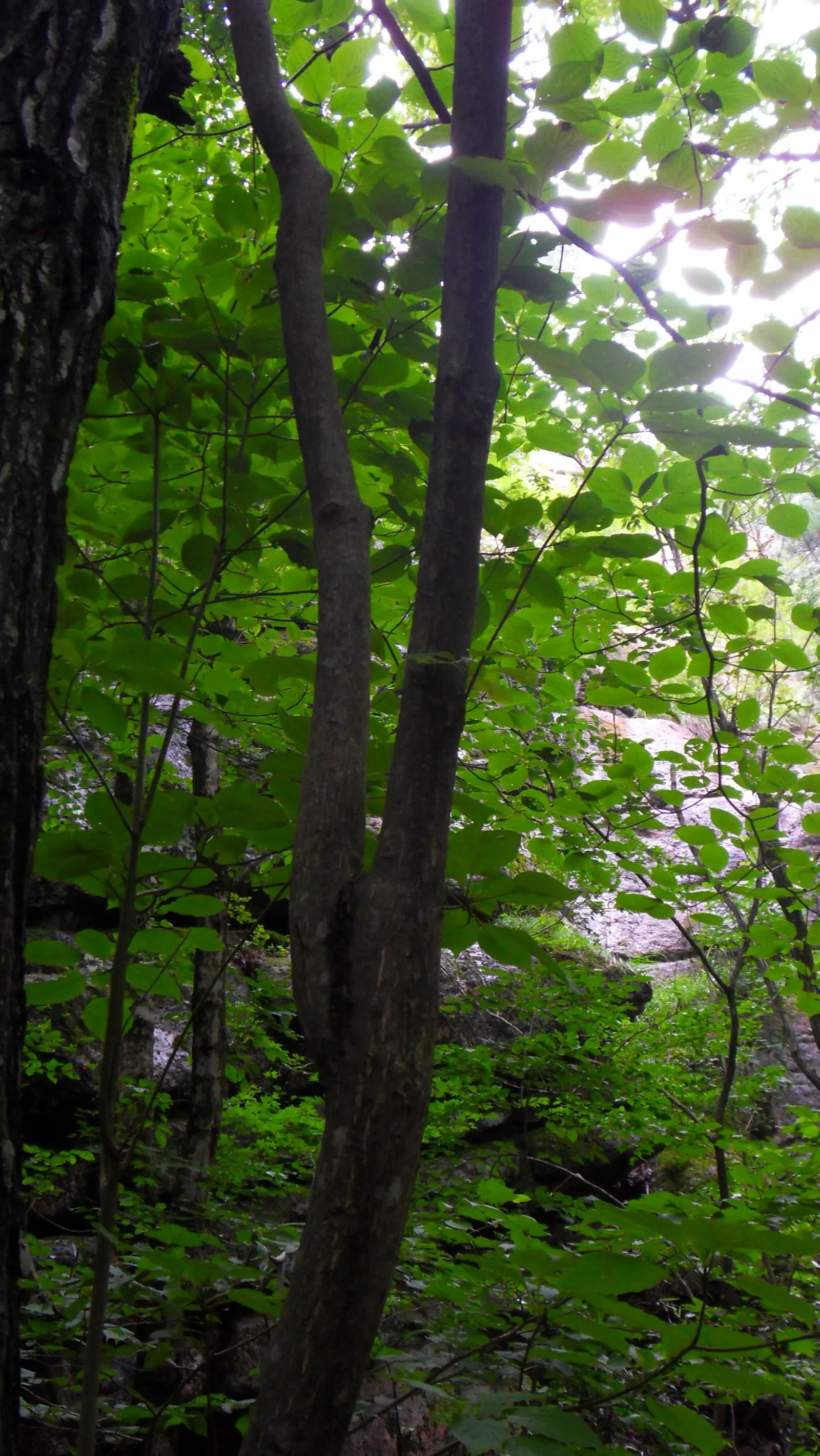 Wedding Cake Tree (Cornus Controversa 'Variegata') — Regular watering is crucial, especially in dry periods, to maintain its health and appearance, image 56