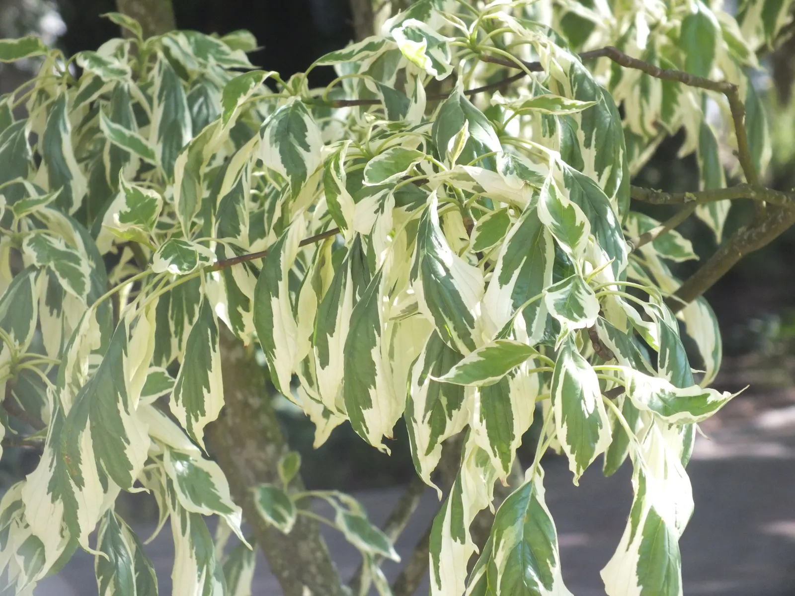 Wedding Cake Tree (Cornus Controversa 'Variegata') — shrub for full or half; the Wedding Cake Tree offers year-round interest and is a conversation, image 60