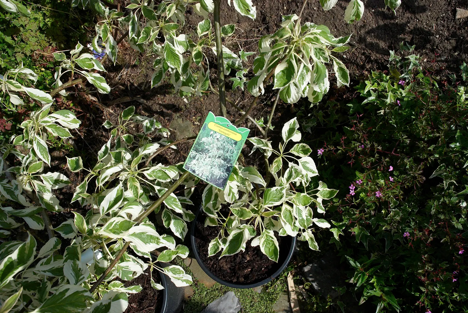 Wedding Cake Tree (Cornus Controversa 'Variegata') — white flowers in the garden; in late spring, it blooms small, star-like white flowers, enhancing its