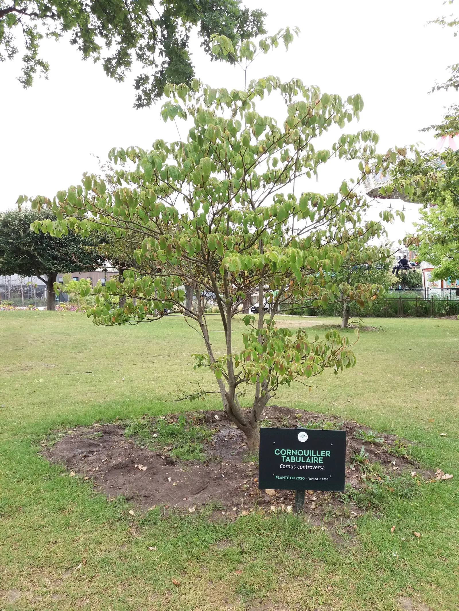 Wedding Cake Tree (Cornus Controversa 'Variegata') — the Wedding Cake Tree offers year-round interest and is a conversation piece for any client's landscape