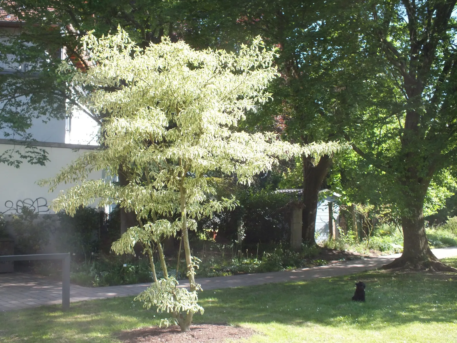 Wedding Cake Tree (Cornus Controversa 'Variegata') — is a visually captivating deciduous specimen known for its distinctive; commonly referred to, image 67