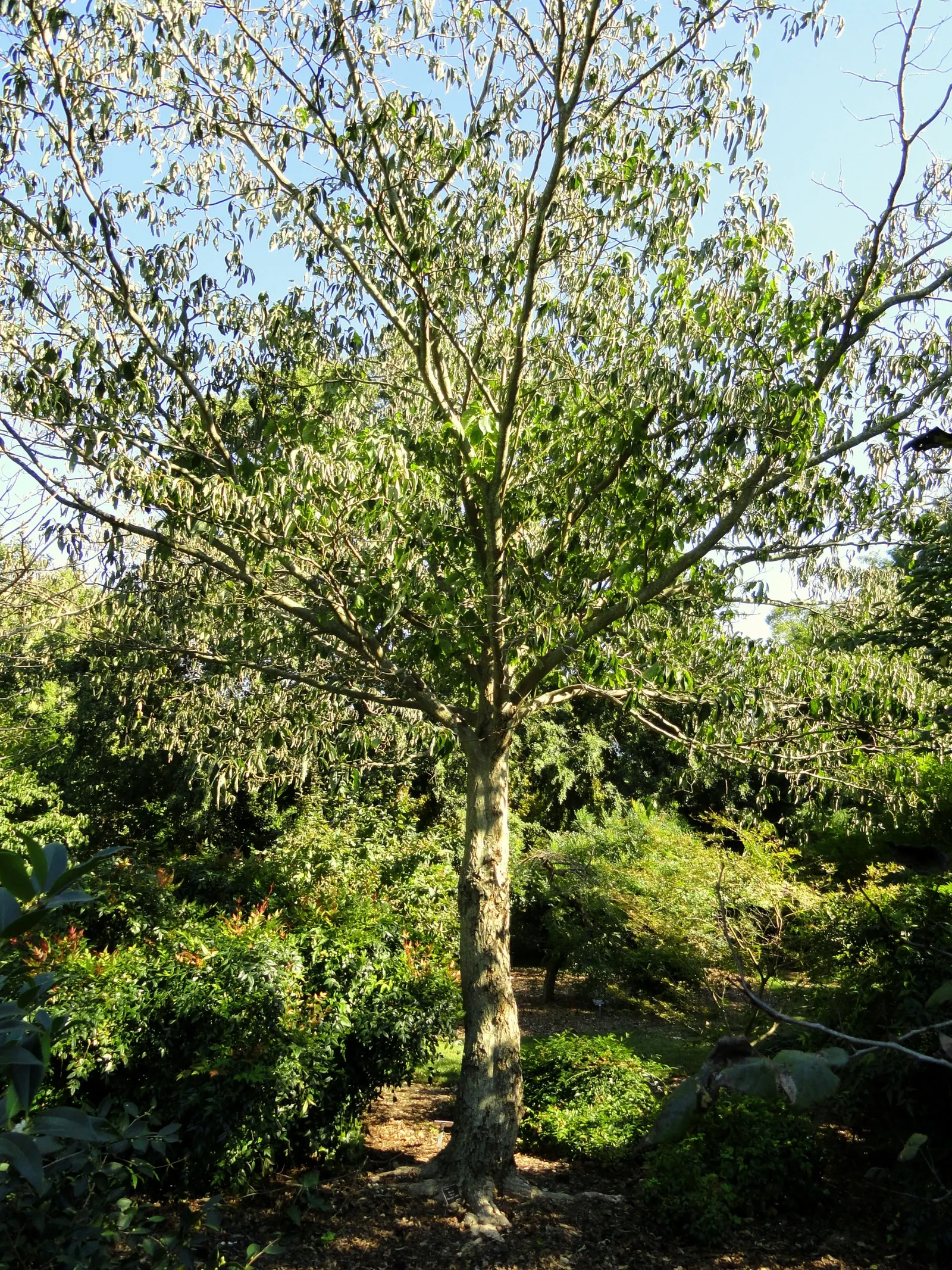 Wedding Cake Tree (Cornus Controversa 'Variegata') — In late spring, it blooms small, star-like white flowers, enhancing its tiered "wedding cake", image 43