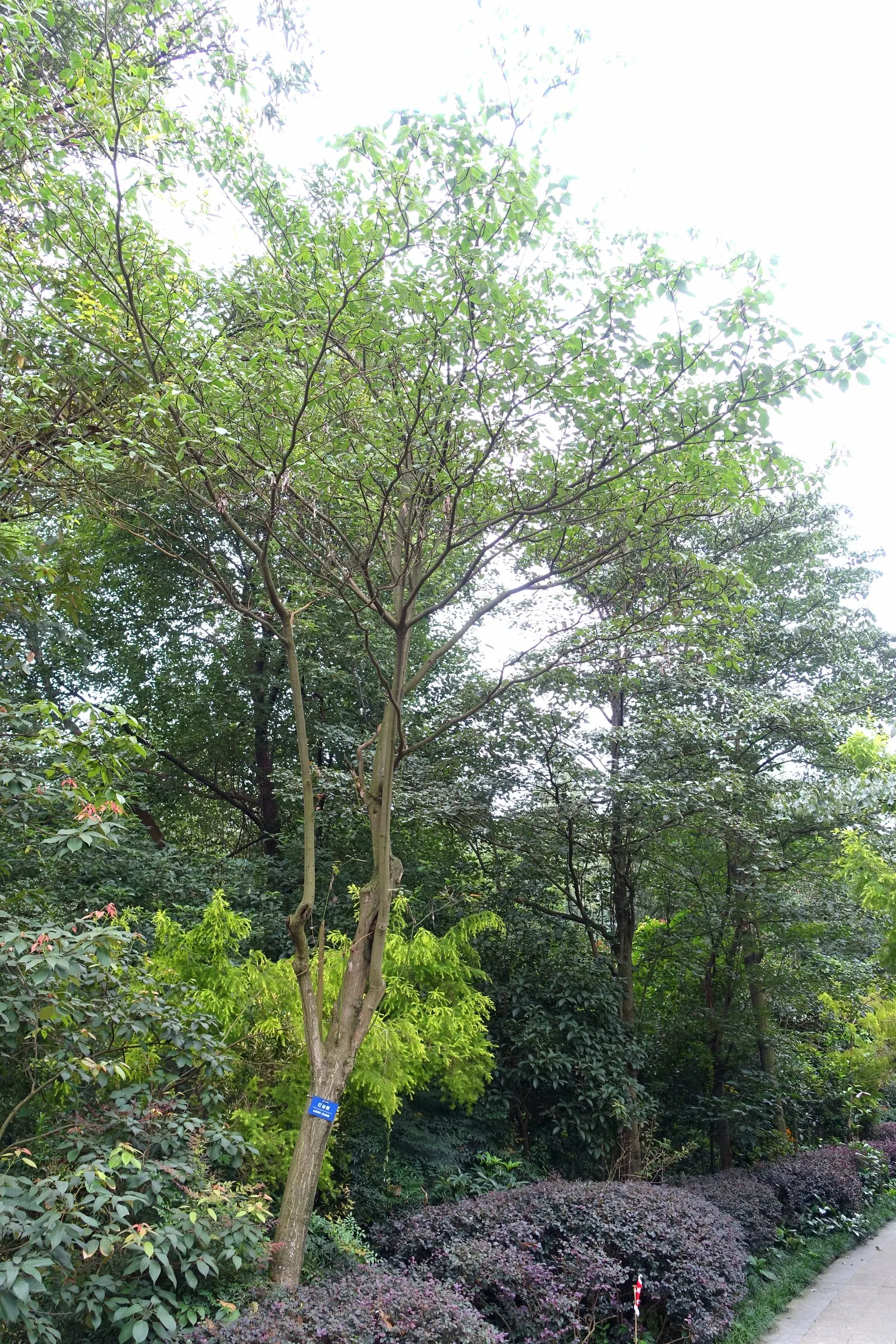 Wedding Cake Tree (Cornus Controversa 'Variegata') — is a visually captivating deciduous specimen known for its distinctive; commonly referred to, image 47