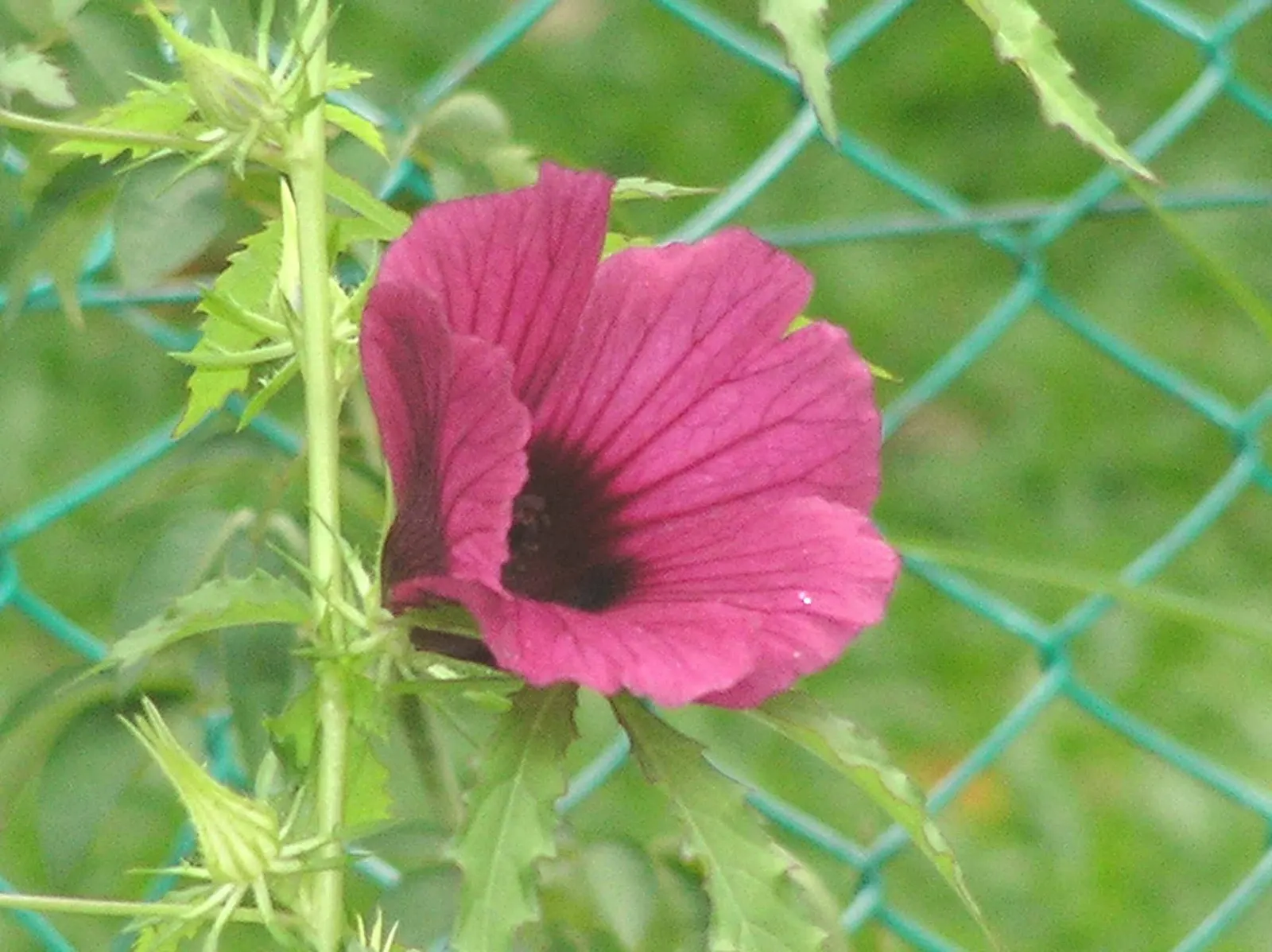 Tree Mallow, Tree Lavatera (Lavatera Thuringiaca 'Kew Rose') — green foliage with heart-shaped leaves