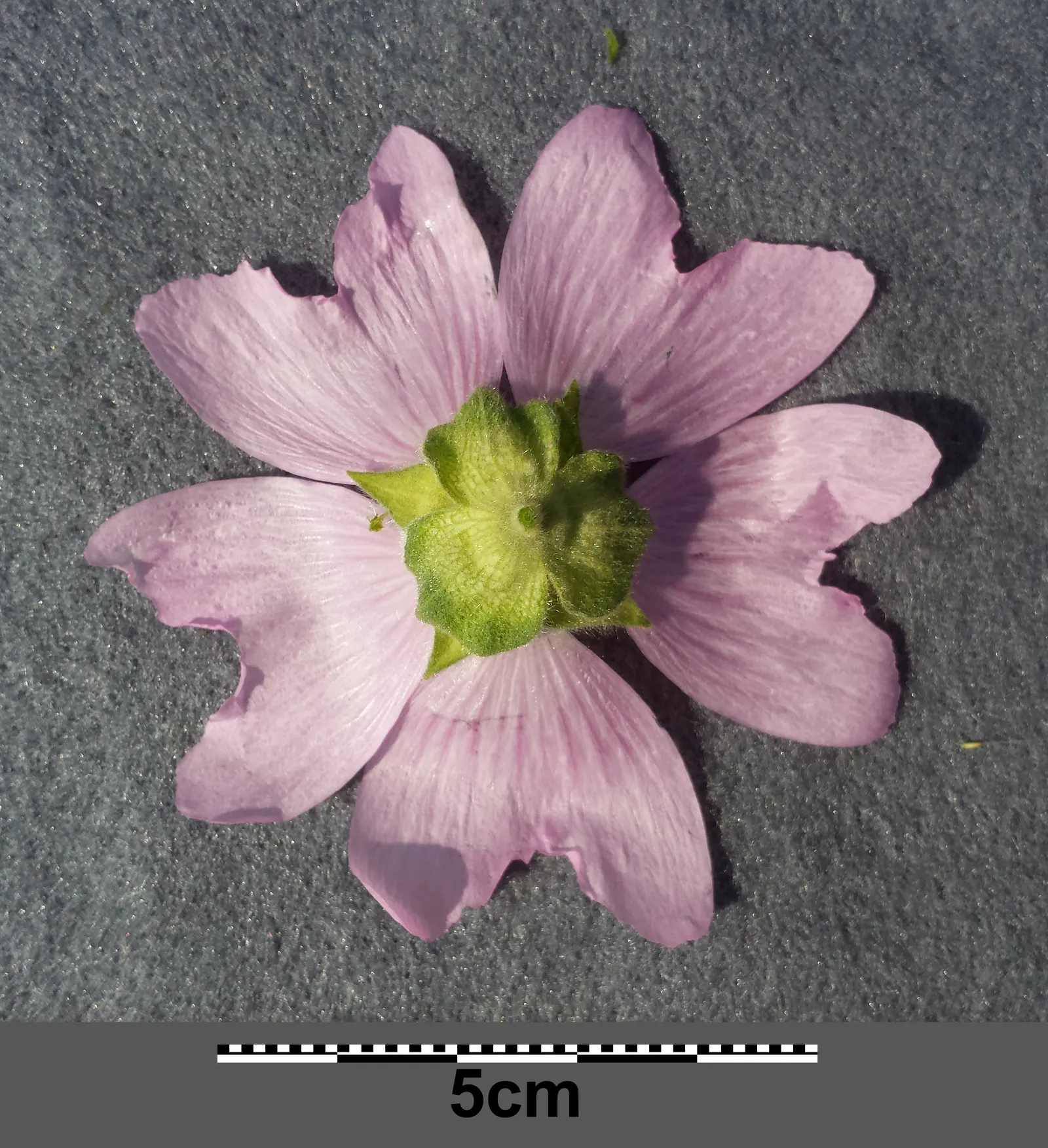 Tree Mallow, Tree Lavatera (Lavatera Thuringiaca 'Kew Rose') — enhancing the plant's ornamental value.<br><br>Reaching an average height of 4 to 6, image 40