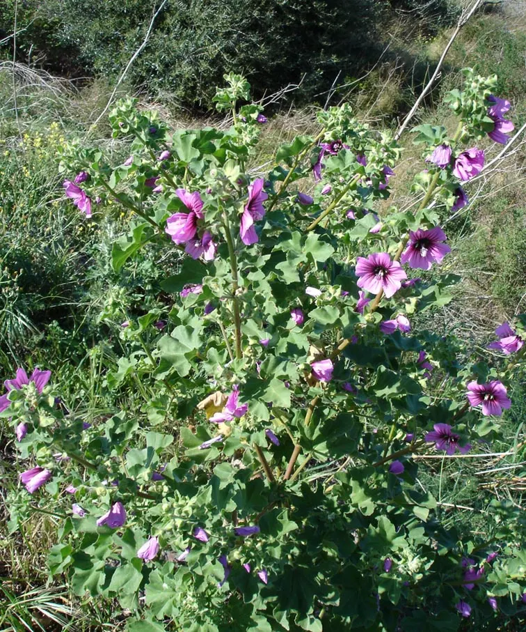 Tree Mallow, Tree Lavatera (Lavatera Thuringiaca 'Kew Rose') — shrub with pink blooms; though it prefers well-drained, image 80