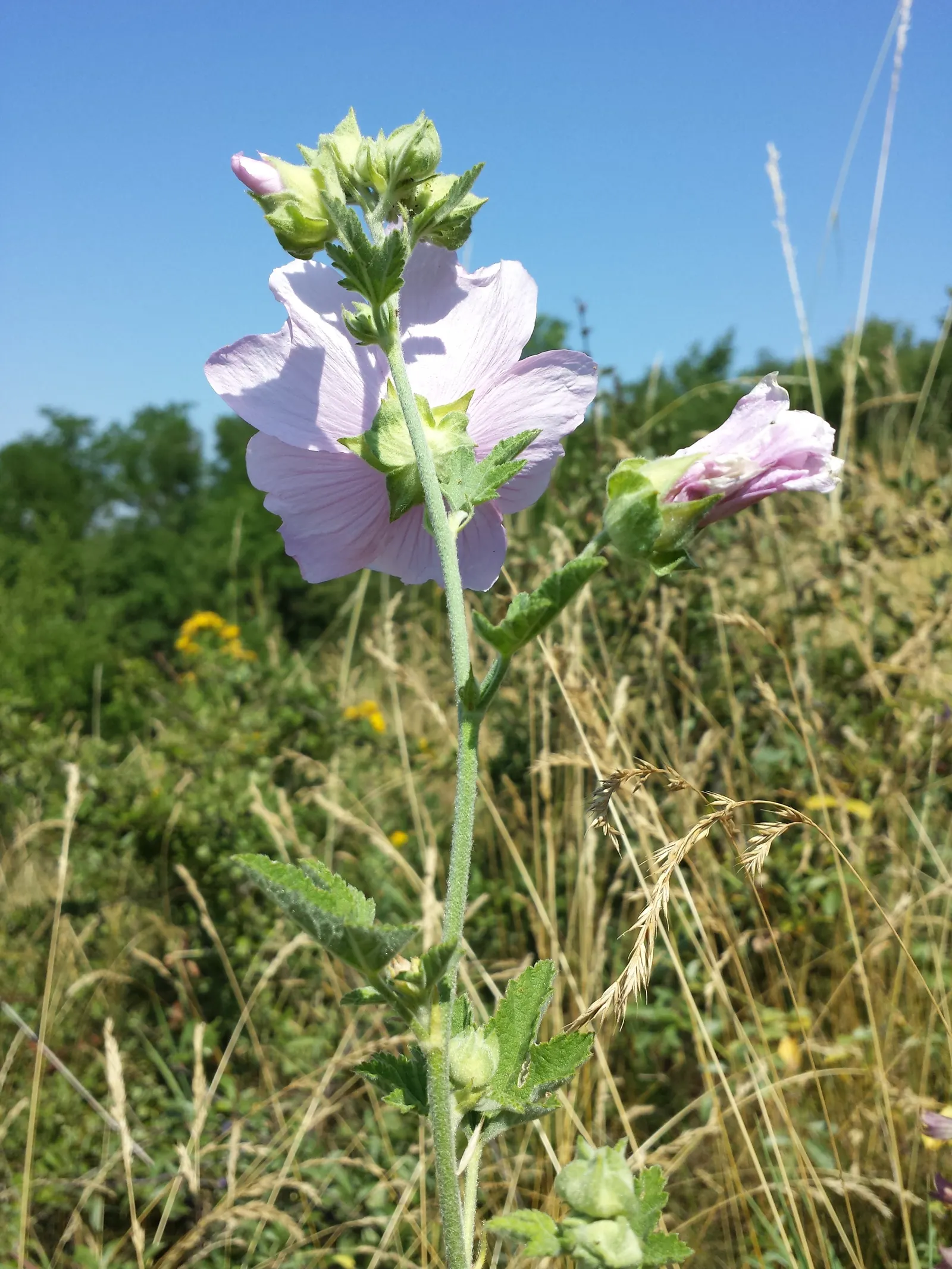 Tree Mallow, Tree Lavatera (Lavatera Thuringiaca 'Kew Rose') — pink flowers in the garden