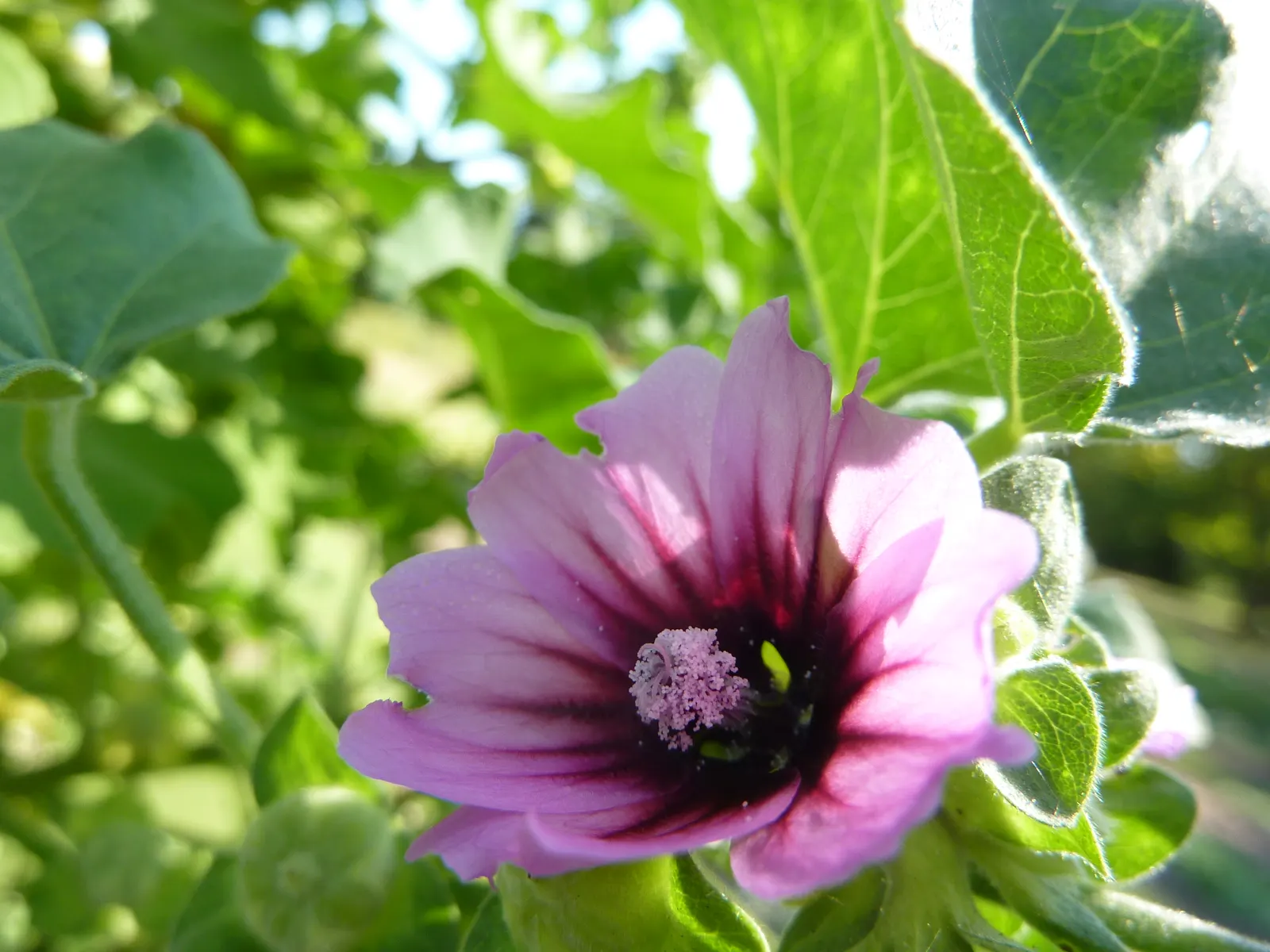 Tree Mallow, Tree Lavatera (Lavatera Thuringiaca 'Kew Rose') — it's essential to note its USDA hardiness