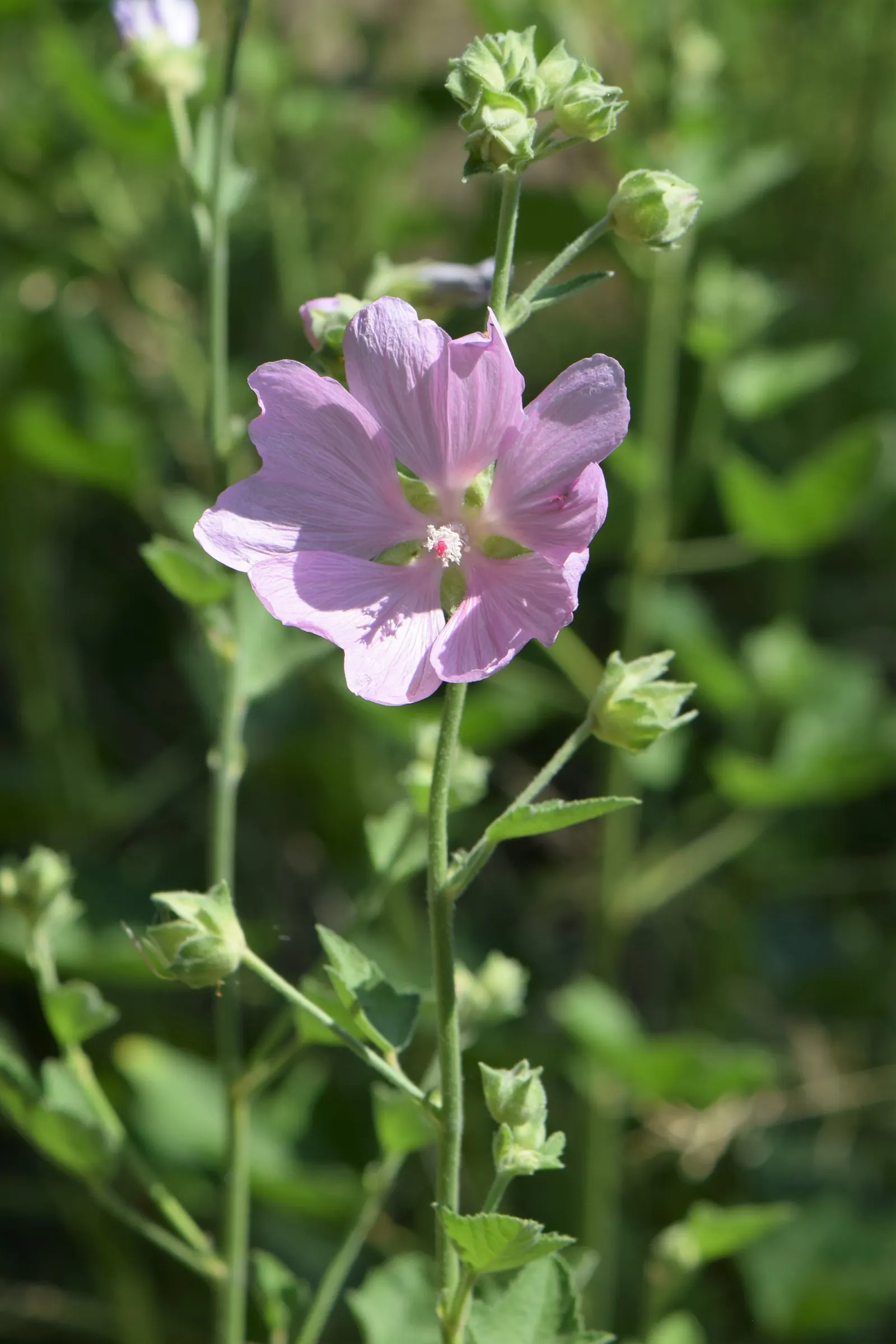 Tree Mallow, Tree Lavatera (Lavatera Thuringiaca 'Kew Rose') — which is zones 6 through 9; it boasts large, showy, rose-pink blooms throughout, image 74