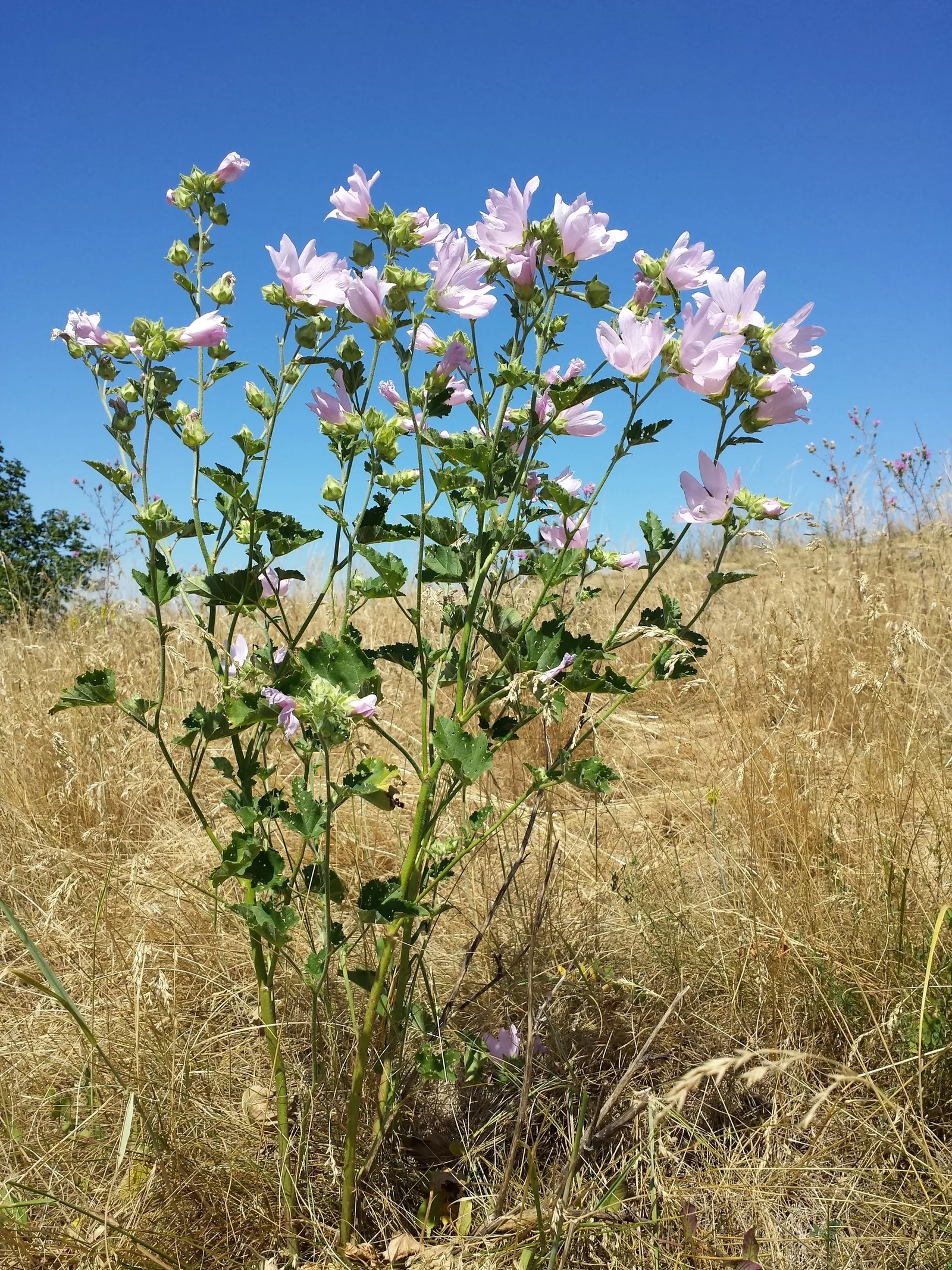 Tree Mallow, Tree Lavatera (Lavatera Thuringiaca 'Kew Rose') — It is highly adaptable and thrives in full sun to partial shade; and its attraction to