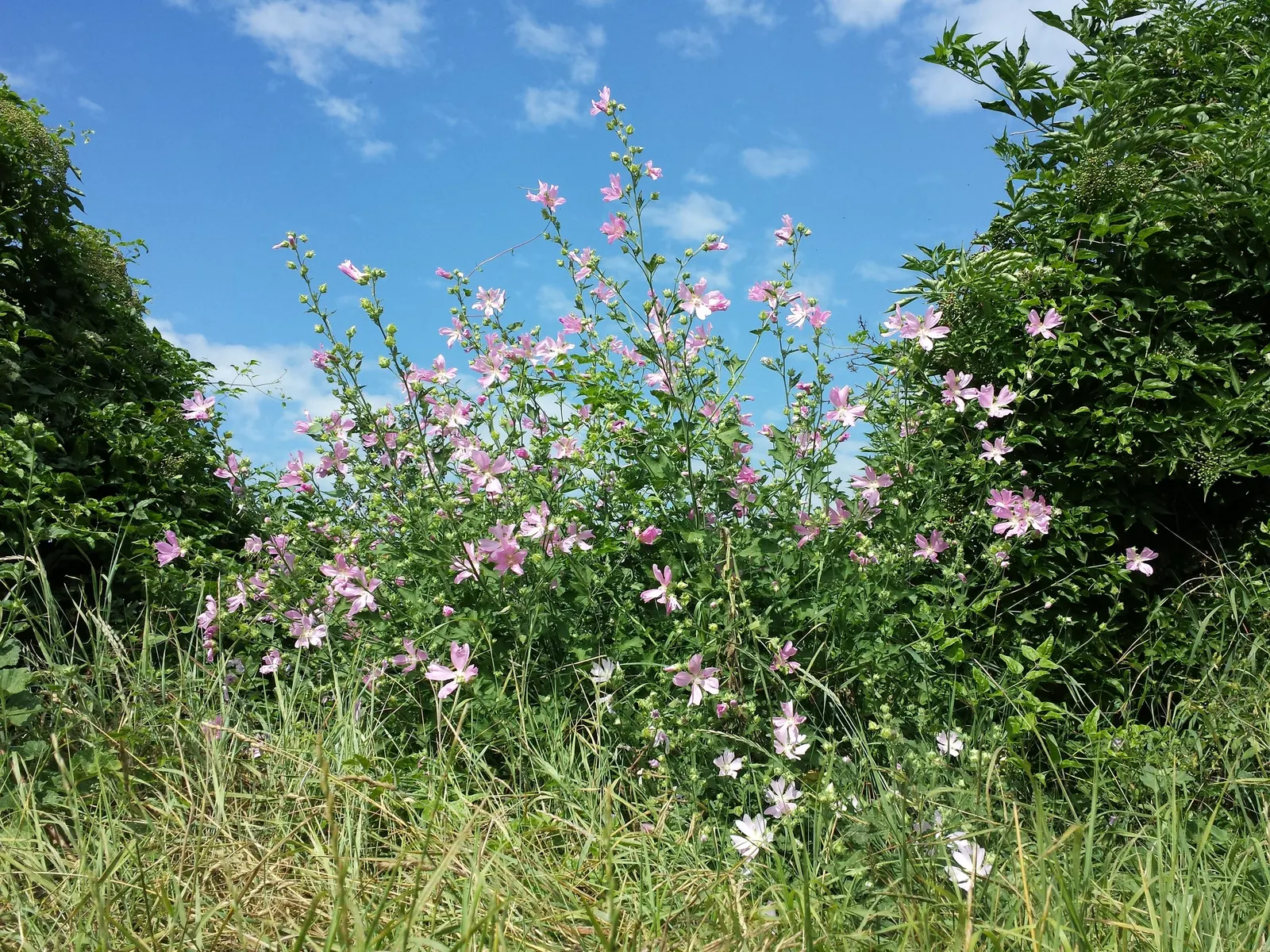 Tree Mallow, Tree Lavatera (Lavatera Thuringiaca 'Kew Rose') — making it an appealing addition to any landscape design; it's essential to note its USDA
