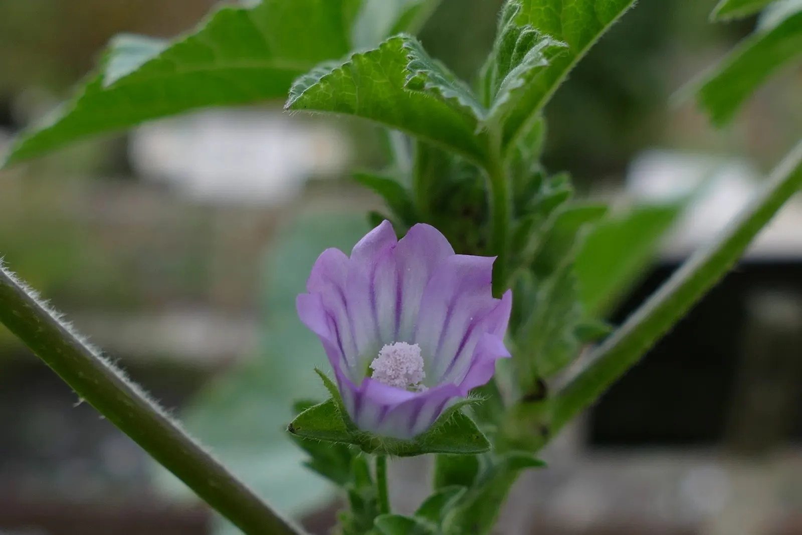 Tree Mallow, Tree Lavatera (Lavatera Thuringiaca 'Kew Rose') — though it prefers well-drained; rose-pink flowers that resemble hibiscus and flourish throughout