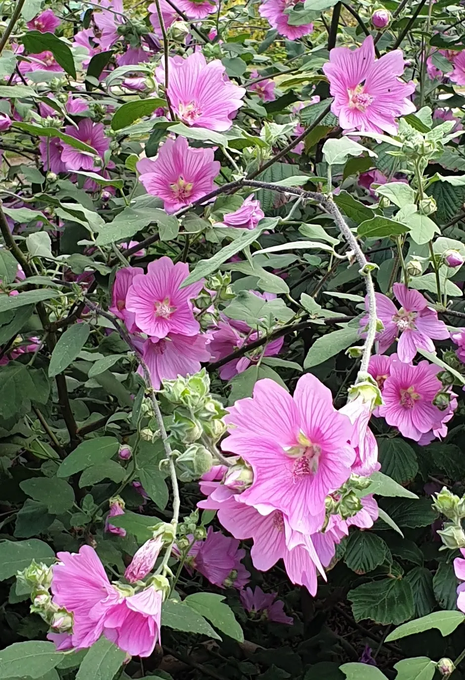 Tree Mallow, Tree Lavatera (Lavatera Thuringiaca 'Kew Rose') — rose-pink flowers that resemble hibiscus and flourish throughout the summer months