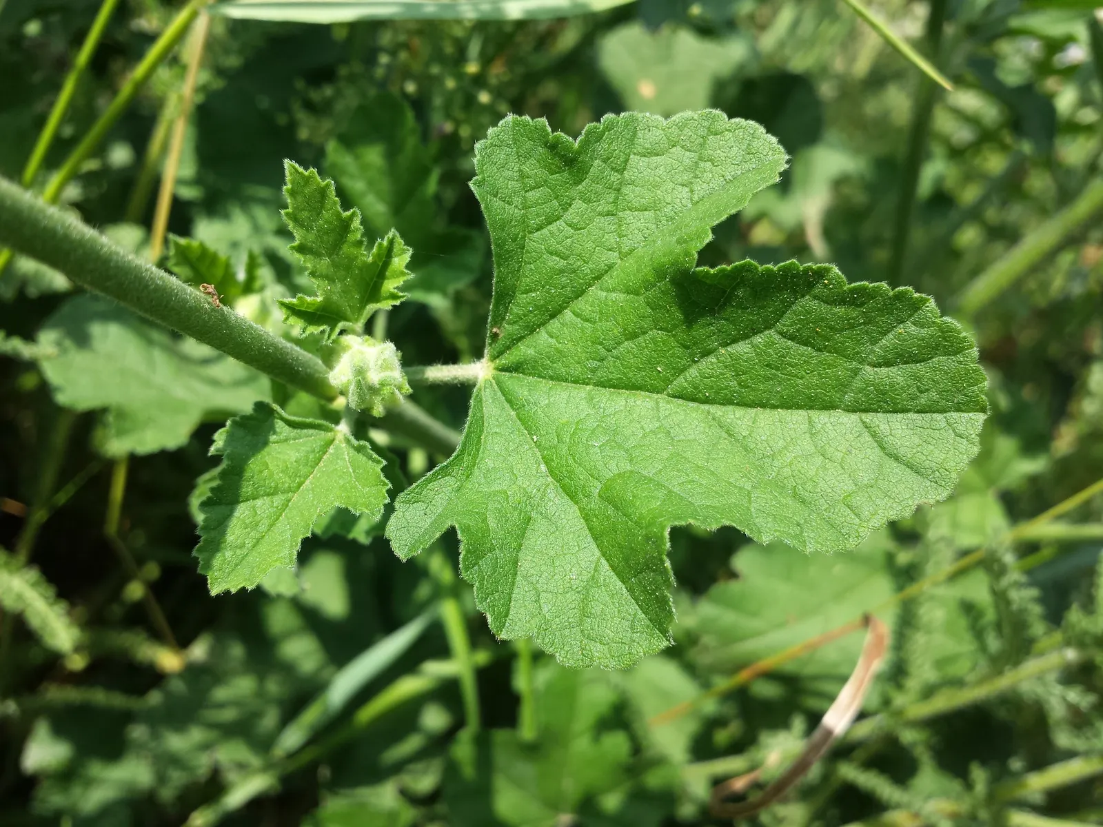 Tree Mallow, Tree Lavatera (Lavatera Thuringiaca 'Kew Rose') — fast-growing shrub reaching up to 8 feet tall and 6 feet wide