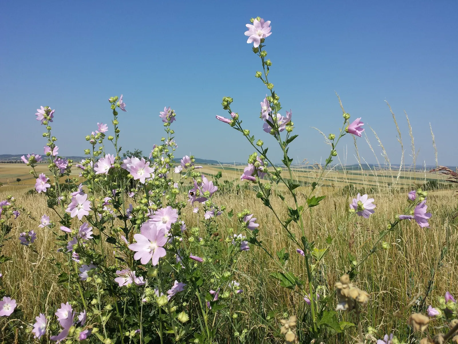 Tree Mallow, Tree Lavatera (Lavatera Thuringiaca 'Kew Rose') — and its attraction to pollinators