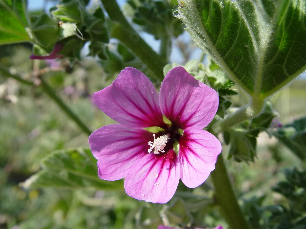 Tree Mallow, Tree Lavatera (Lavatera Thuringiaca 'Kew Rose') — green foliage with heart-shaped leaves; shrub for full