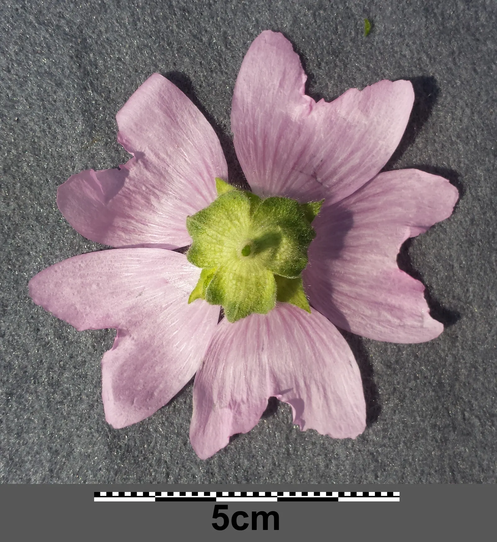 Tree Mallow, Tree Lavatera (Lavatera Thuringiaca 'Kew Rose') — and its attraction to pollinators; often from July to September