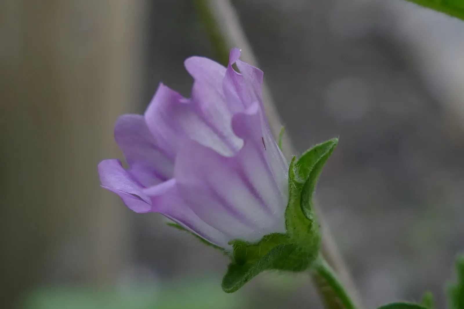 Tree Mallow, Tree Lavatera (Lavatera Thuringiaca 'Kew Rose') — consider providing ample space for 'Kew Rose' to achieve its full potential, image 50