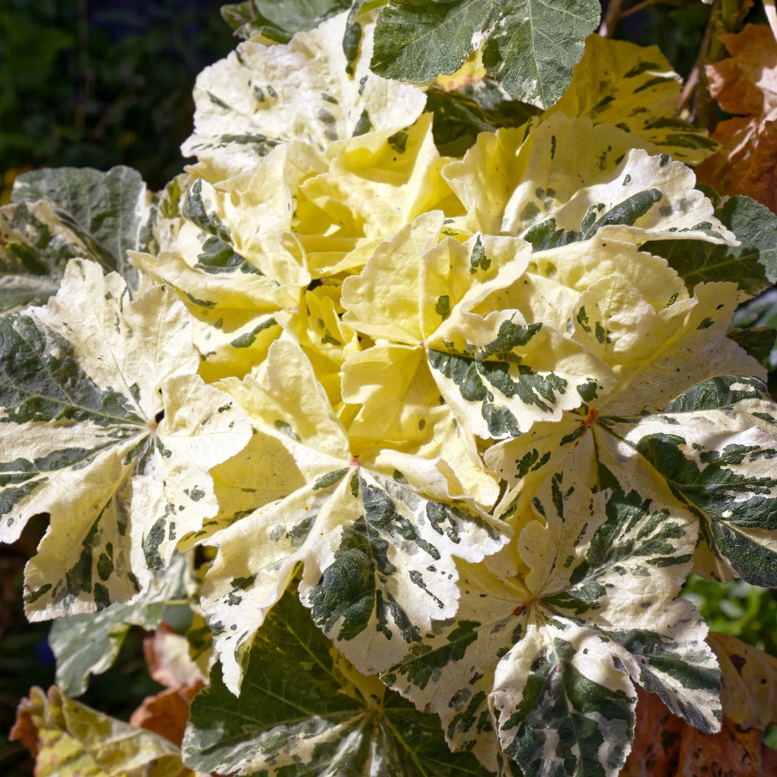 Tree Mallow, Tree Lavatera (Lavatera Thuringiaca 'Kew Rose') — enhancing the plant's ornamental value.<br><br>Reaching an average height of 4 to 6, image 67