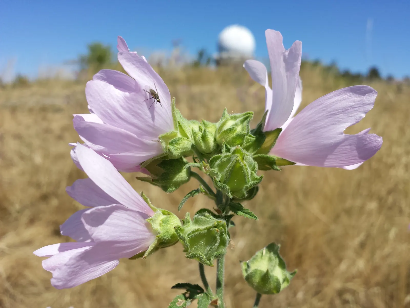 Tree Mallow, Tree Lavatera (Lavatera Thuringiaca 'Kew Rose') — shrub with pink blooms; though it prefers well-drained