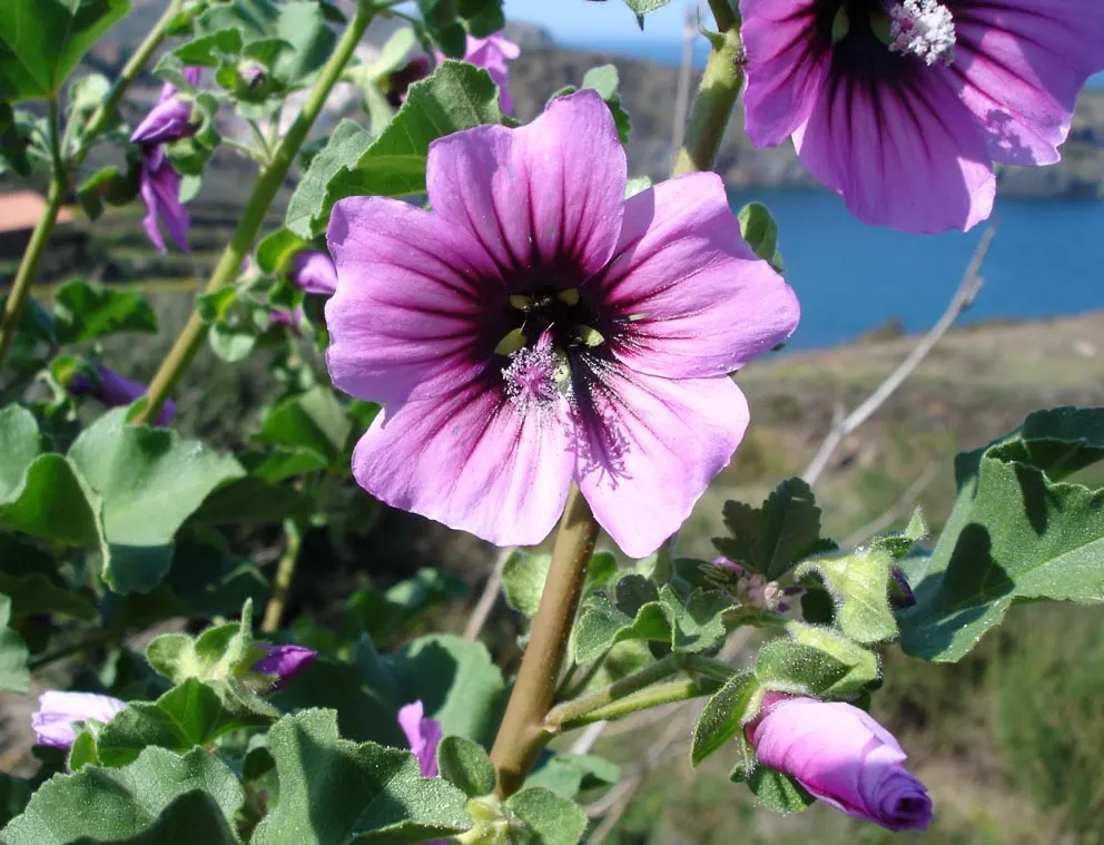 Tree Mallow, Tree Lavatera (Lavatera Thuringiaca 'Kew Rose') — moderately fertile ground; it is highly adaptable and thrives in full sun to partial shade