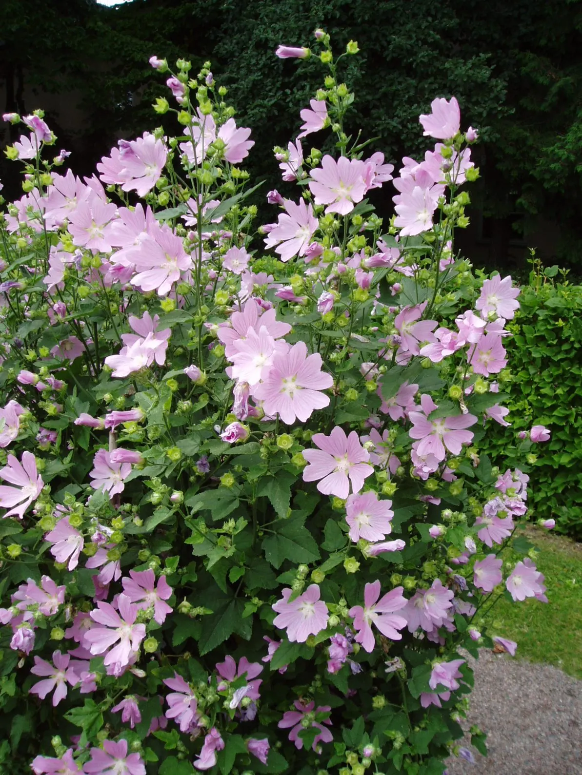 Tree Mallow, Tree Lavatera (Lavatera Thuringiaca 'Kew Rose') — Drought tolerant once established; pink flowers in the garden, image 58