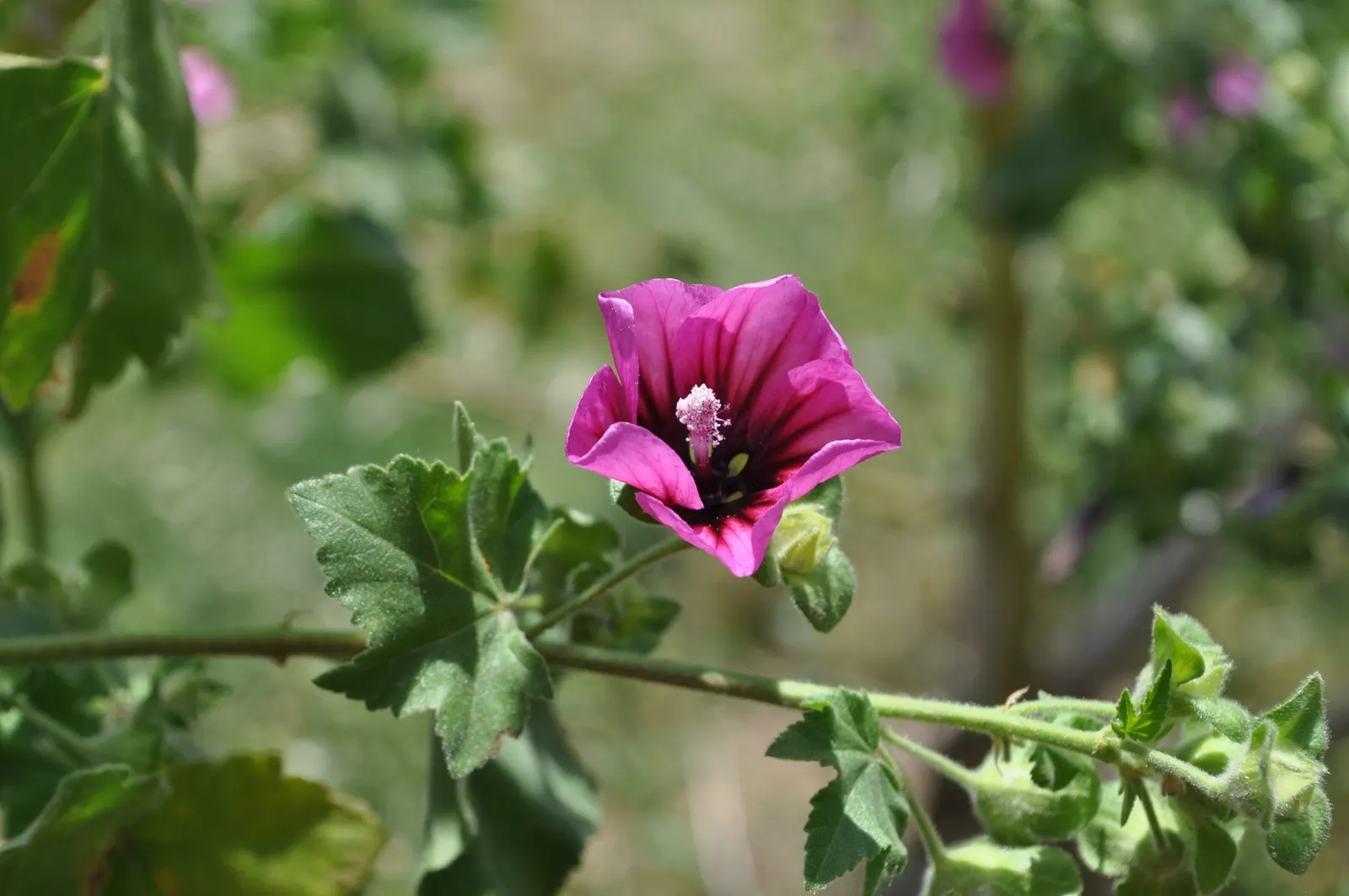 Tree Mallow, Tree Lavatera (Lavatera Thuringiaca 'Kew Rose') — and group with other perennials that enjoy similar conditions for a cohesive garden, image 78