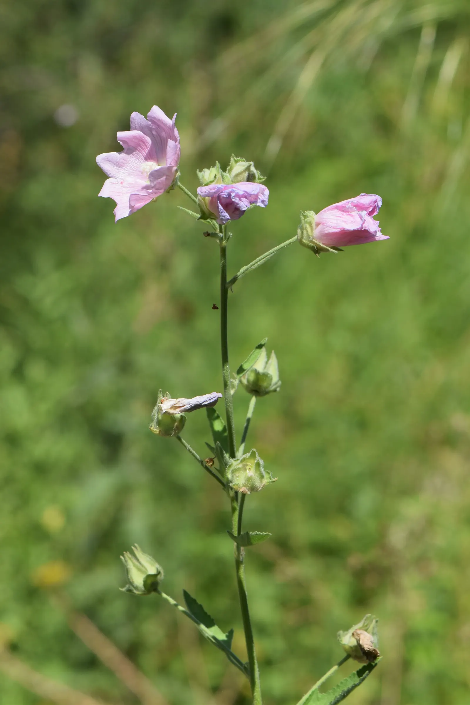 Tree Mallow, Tree Lavatera (Lavatera Thuringiaca 'Kew Rose') — the 'Kew Rose' serves well as a background plant in borders or as an informal hedge, image 68