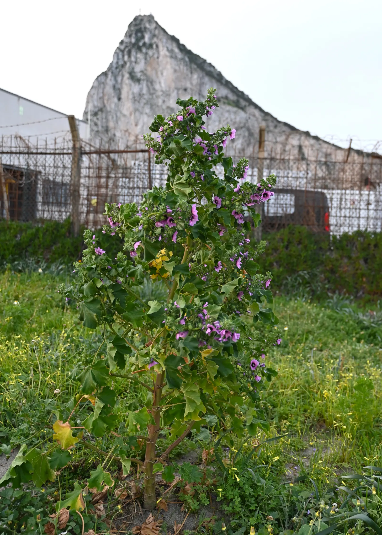 Tree Mallow, Tree Lavatera (Lavatera Thuringiaca 'Kew Rose') — enhancing the plant's ornamental value.<br><br>Reaching an average height of 4 to 6 feet and a