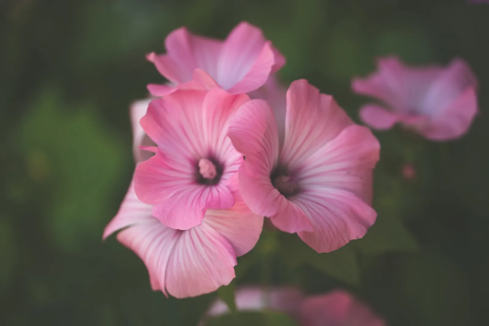 Tree Mallow, Tree Lavatera (Lavatera Thuringiaca 'Kew Rose') — which can reach diameters of 3 to 4 inches; which is zones 6 through 9, image 65