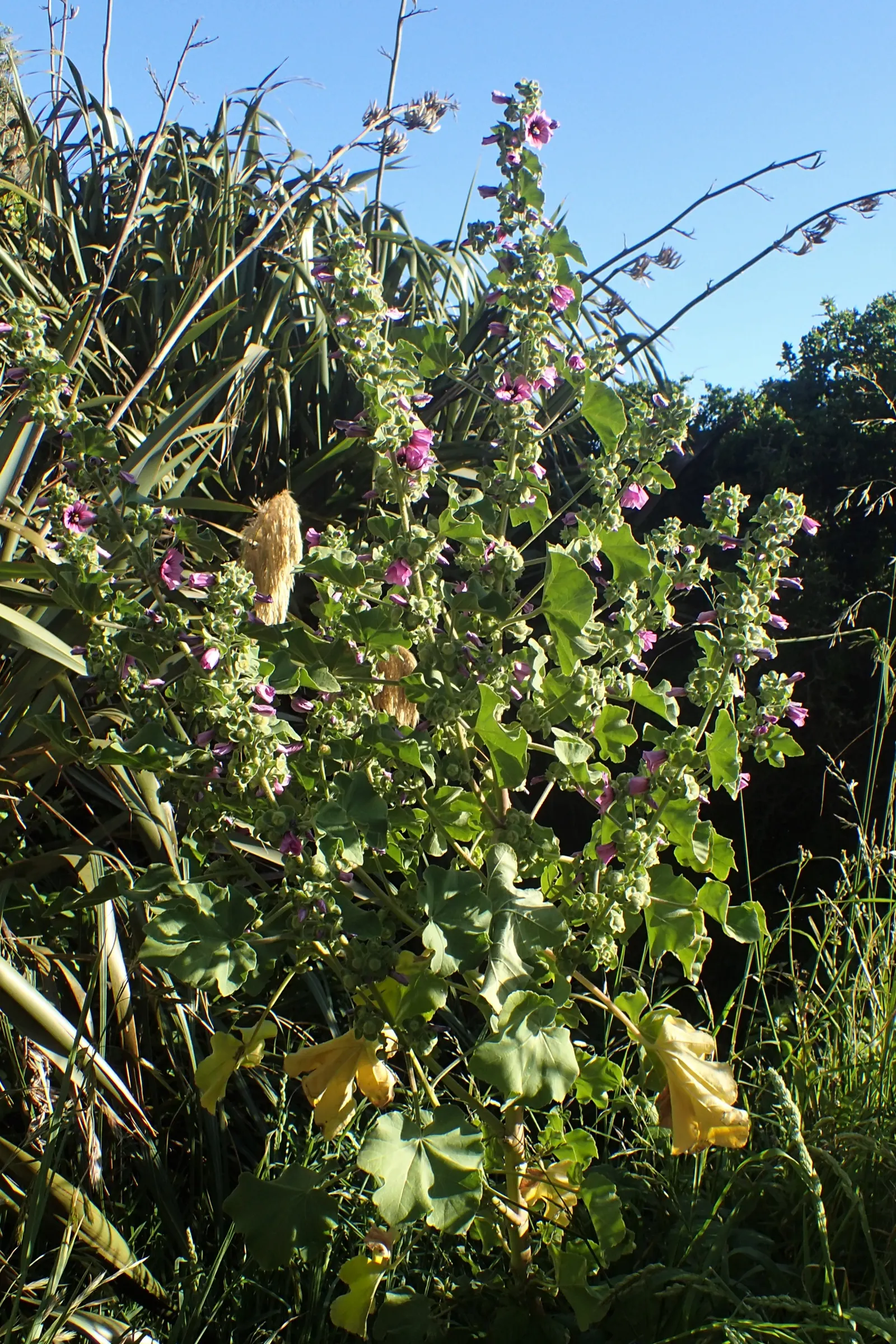 Tree Mallow, Tree Lavatera (Lavatera Thuringiaca 'Kew Rose') — These eye-catching blossoms; enhancing the plant's ornamental value.<br><br>Reaching an average