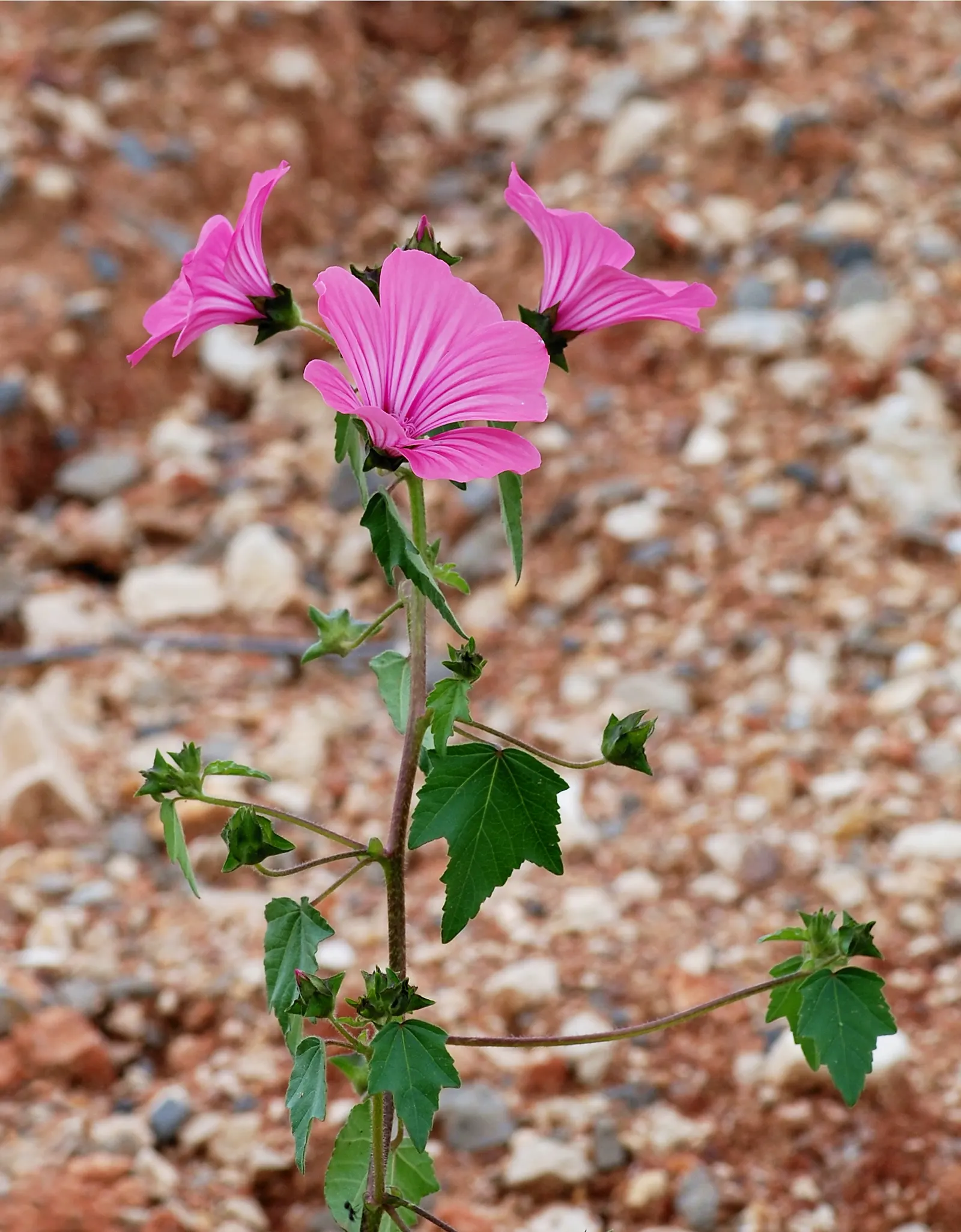 Tree Mallow, Tree Lavatera (Lavatera Thuringiaca 'Kew Rose') — pink flowers in the garden; these eye-catching blossoms