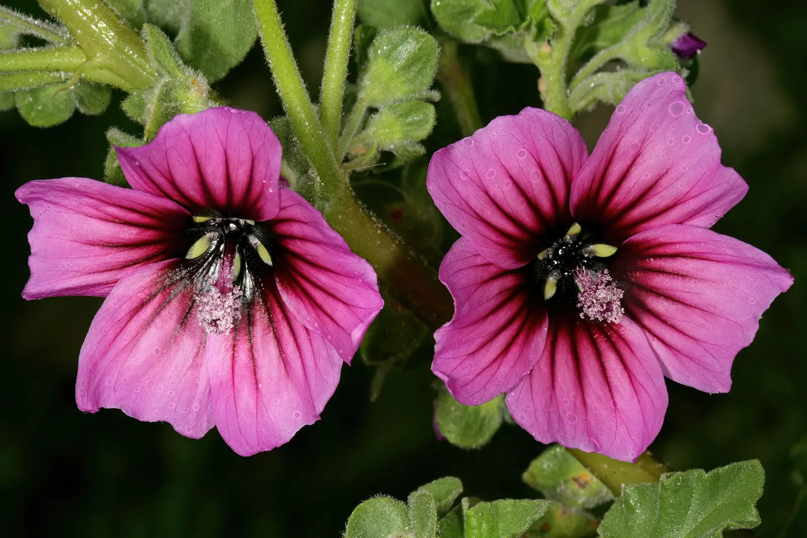 Tree Mallow, Tree Lavatera (Lavatera Thuringiaca 'Kew Rose') — the 'Kew Rose' serves well as a background plant in borders or as an informal hedge, image 41