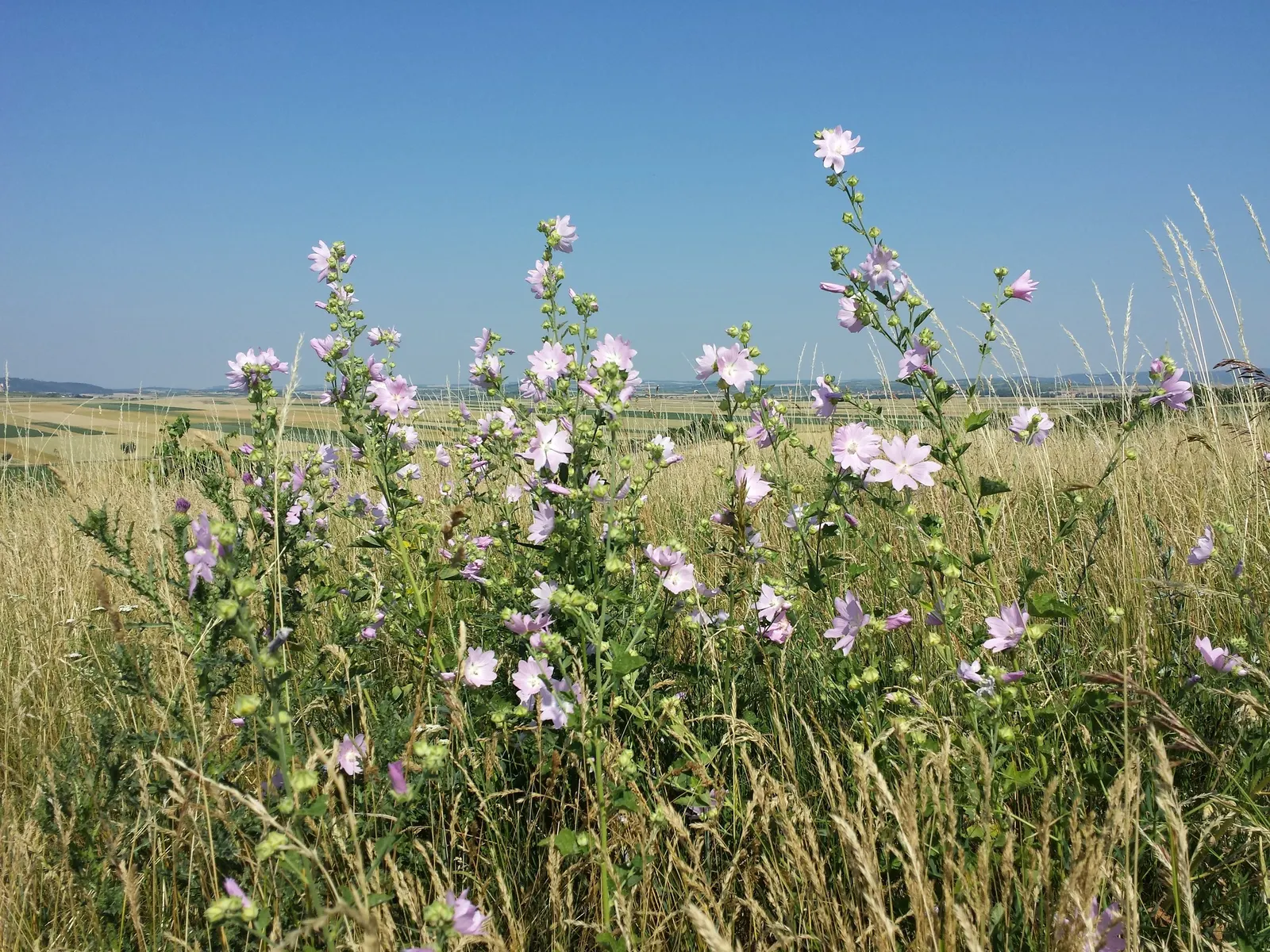 Tree Mallow, Tree Lavatera (Lavatera Thuringiaca 'Kew Rose') — making it an appealing addition to any landscape design; it's essential to note its, image 61
