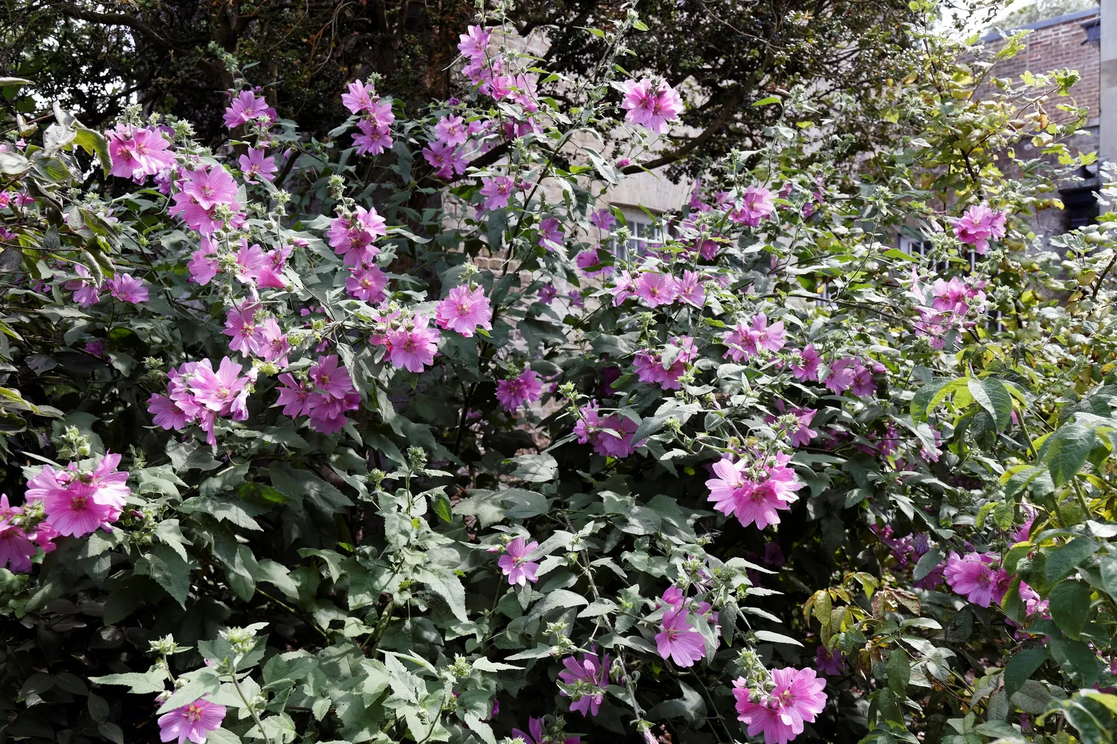 Tree Mallow, Tree Lavatera (Lavatera Thuringiaca 'Kew Rose') — this perennial requires minimal maintenance