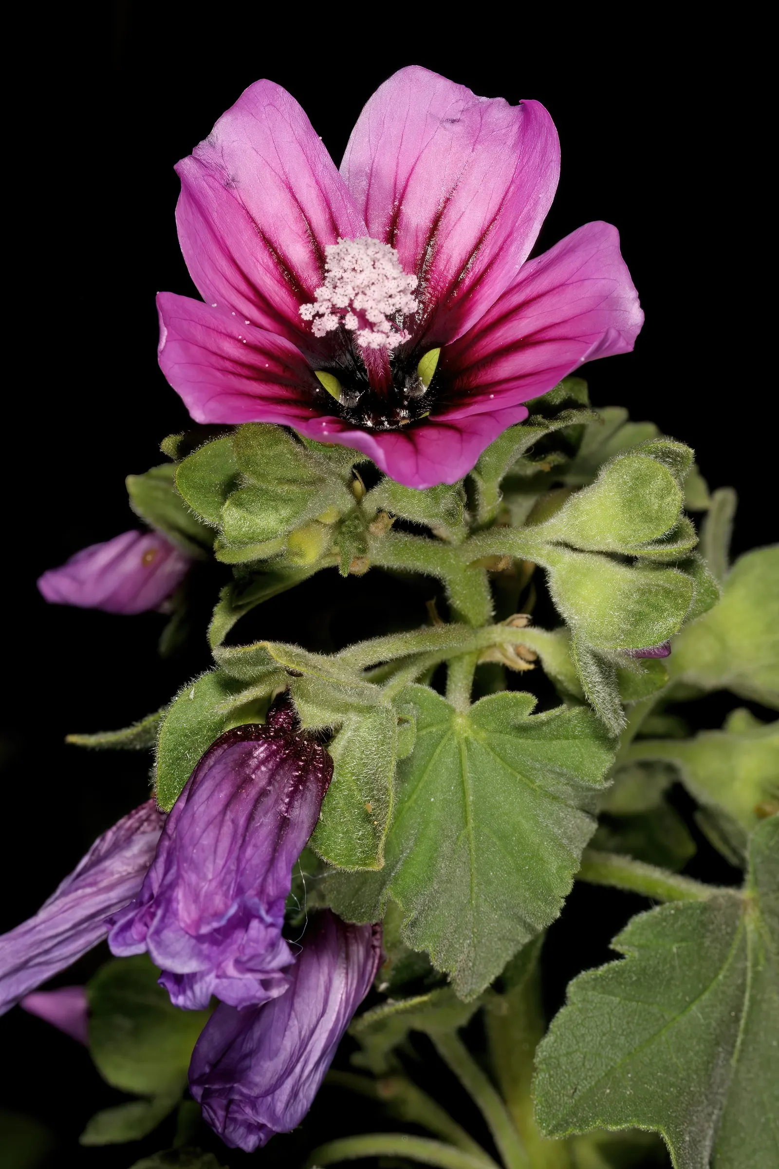 Tree Mallow, Tree Lavatera (Lavatera Thuringiaca 'Kew Rose') — and group with other perennials that enjoy similar conditions for a cohesive garden scheme