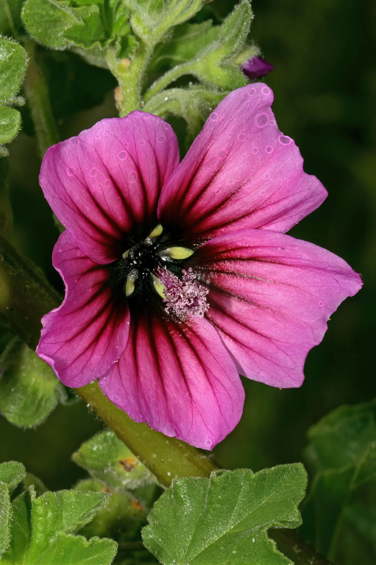 Tree Mallow, Tree Lavatera (Lavatera Thuringiaca 'Kew Rose') — It boasts large, showy, rose-pink blooms throughout summer, attracting pollinators