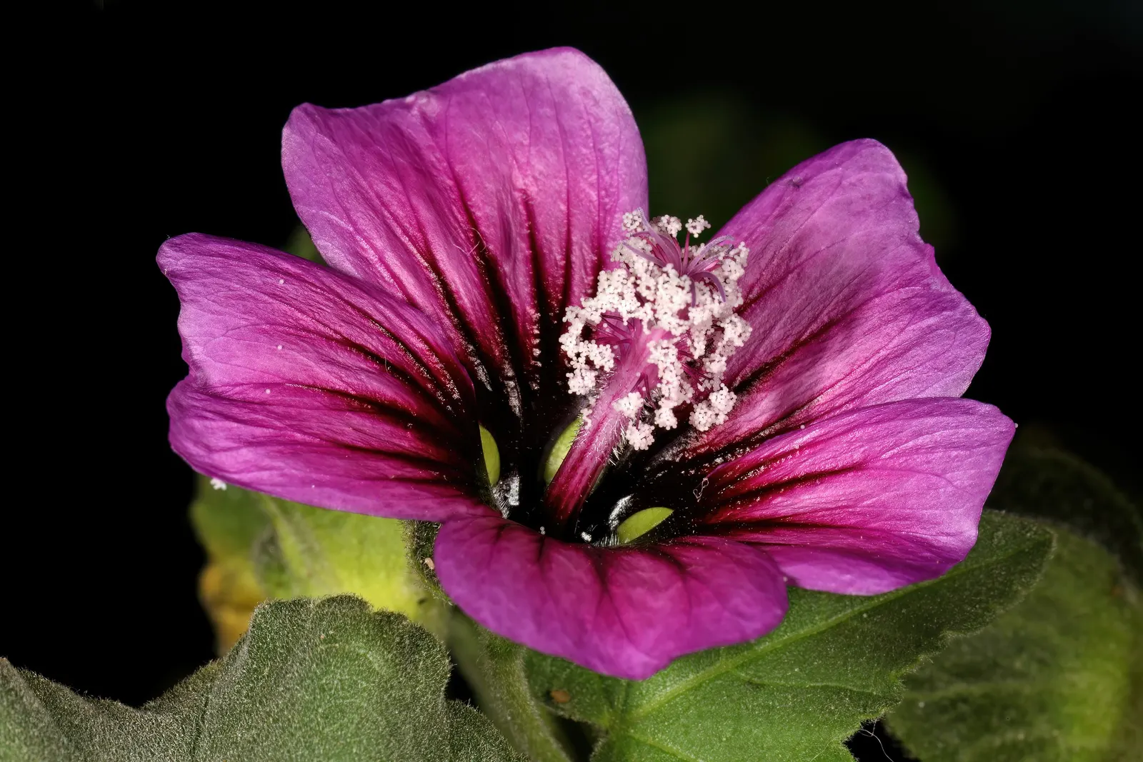 Tree Mallow, Tree Lavatera (Lavatera Thuringiaca 'Kew Rose') — With a preference for full sun and well-drained soil, it makes an eye-catching, image 30