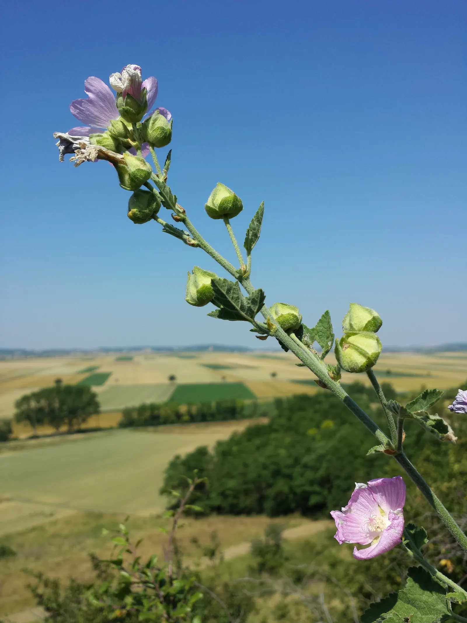 Tree Mallow, Tree Lavatera (Lavatera Thuringiaca 'Kew Rose') — fast-growing shrub reaching up to 8 feet tall and 6 feet wide; drought tolerant once established