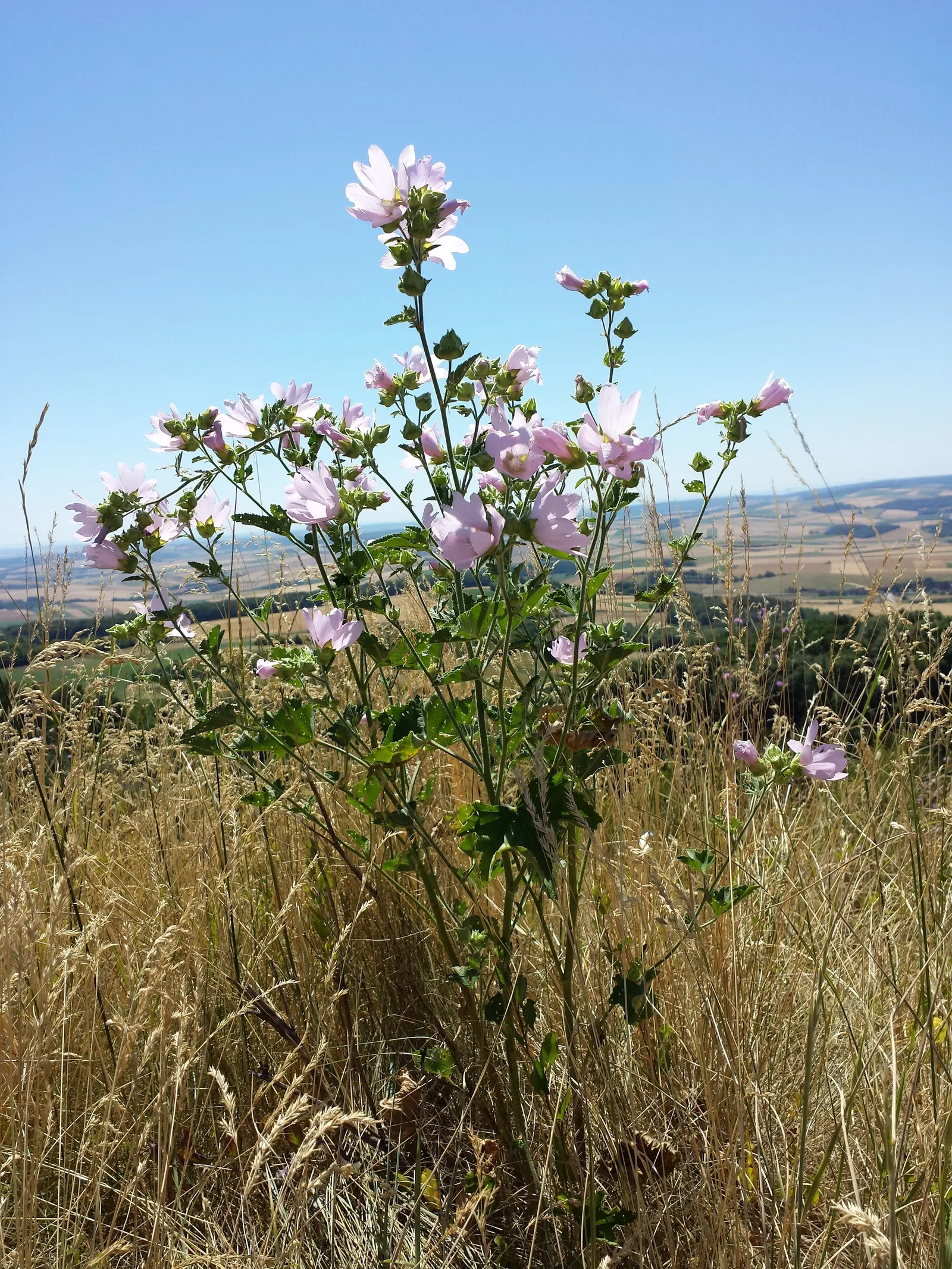 Tree Mallow, Tree Lavatera (Lavatera Thuringiaca 'Kew Rose') — which can reach diameters of 3 to 4 inches