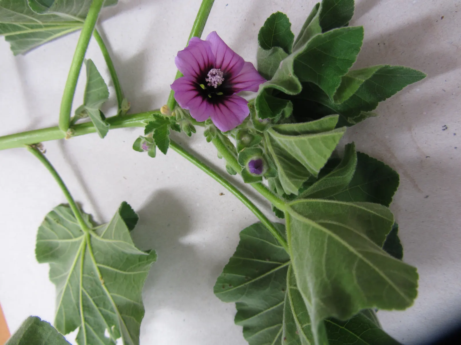 Tree Mallow, Tree Lavatera (Lavatera Thuringiaca 'Kew Rose') — consider providing ample space for 'Kew Rose' to achieve its full potential, image 77