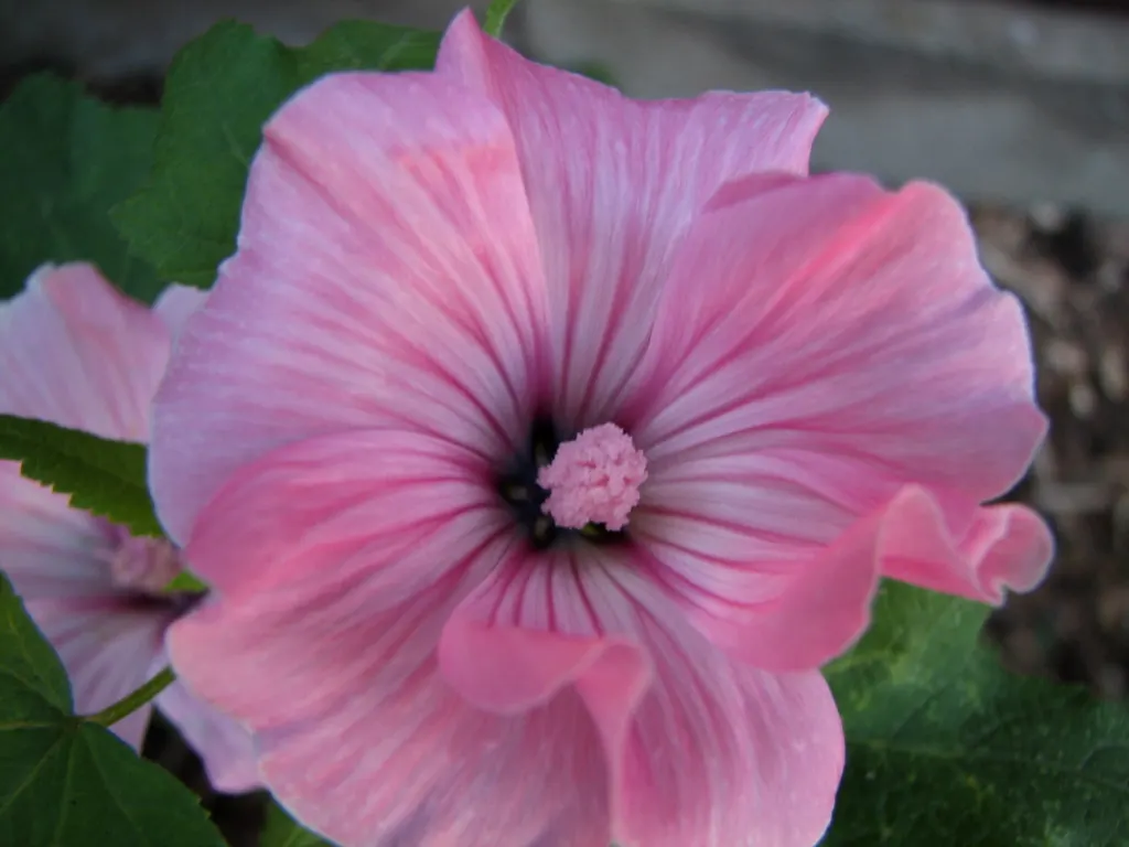 Tree Mallow, Tree Lavatera (Lavatera Thuringiaca 'Kew Rose') — making it not just a visual delight but also an enhancer of biodiversity; valued for both its