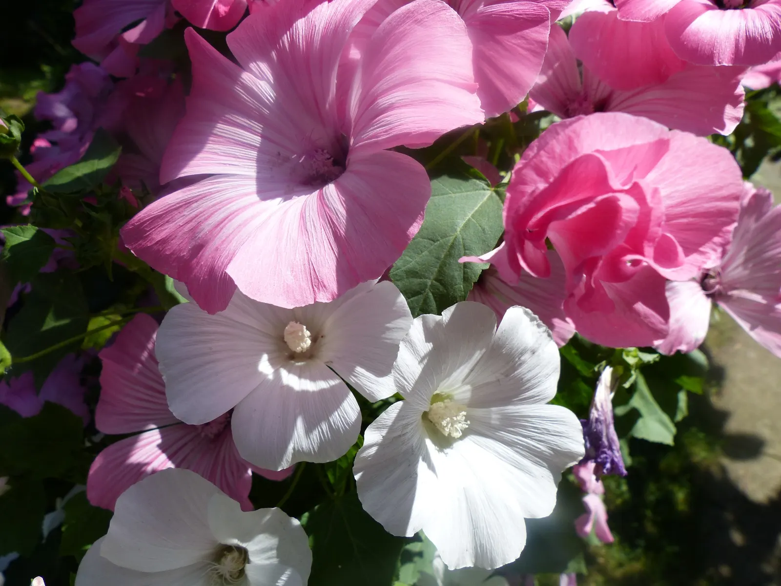 Tree Mallow, Tree Lavatera (Lavatera Thuringiaca 'Kew Rose') — These eye-catching blossoms; enhancing the plant's ornamental value.<br><br>Reaching, image 64