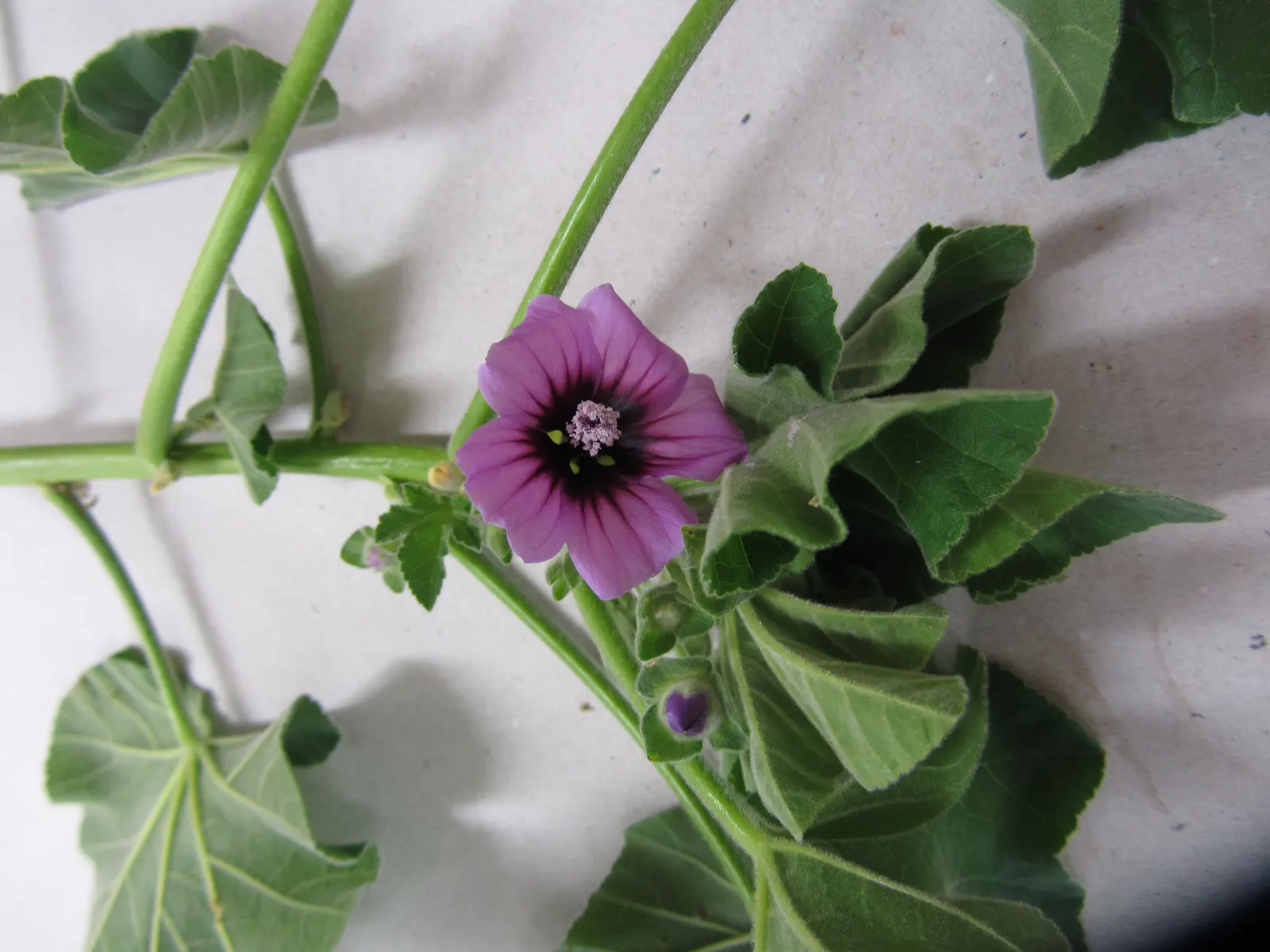 Tree Mallow, Tree Lavatera (Lavatera Thuringiaca 'Kew Rose') — These eye-catching blossoms