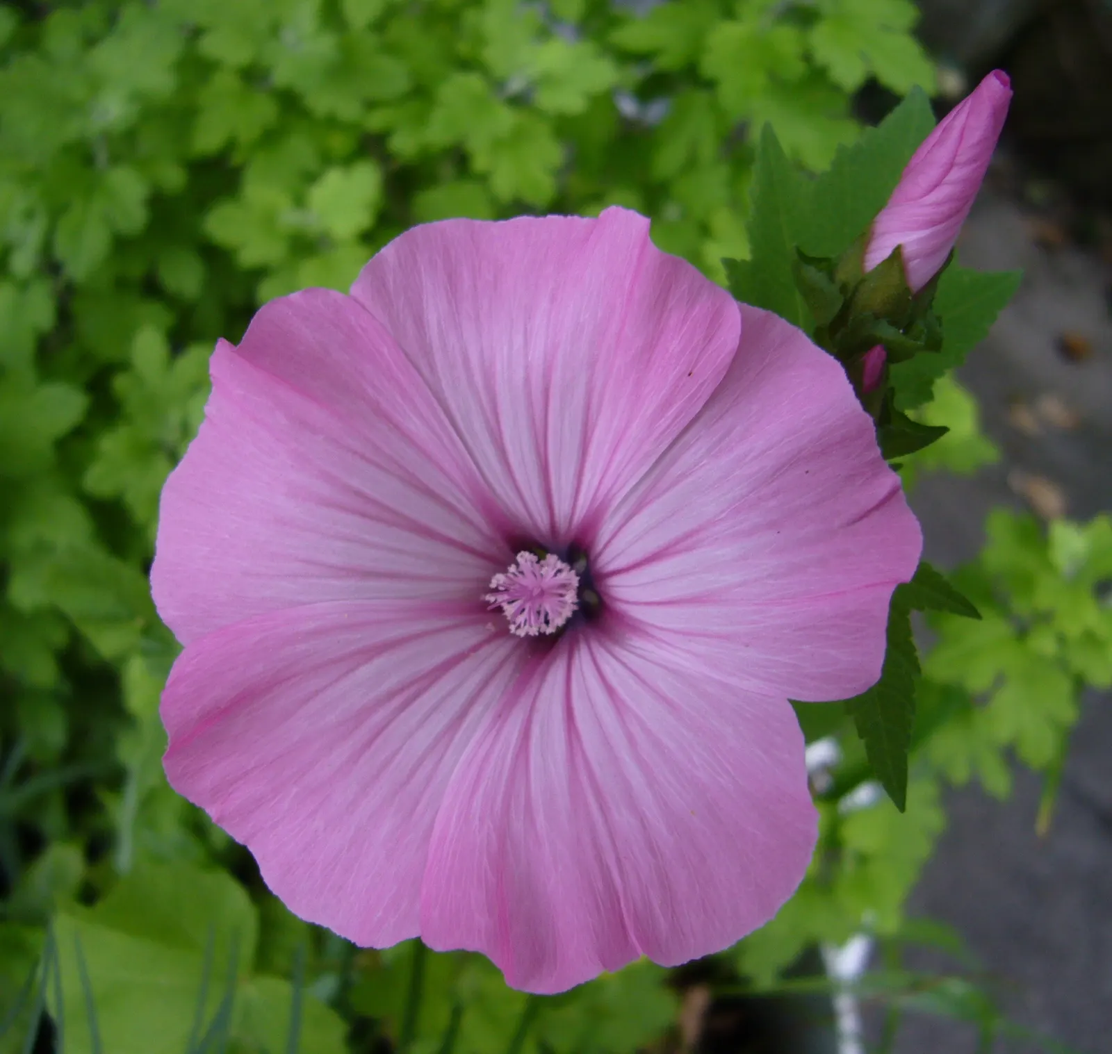 Tree Mallow, Tree Lavatera (Lavatera Thuringiaca 'Kew Rose') — green foliage with heart-shaped leaves; shrub for full, image 66