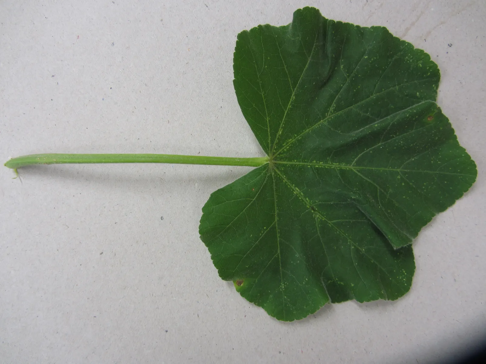 Tree Mallow, Tree Lavatera (Lavatera Thuringiaca 'Kew Rose') — Valued for both its drought tolerance and ability to grow in a variety of soil types, image 70