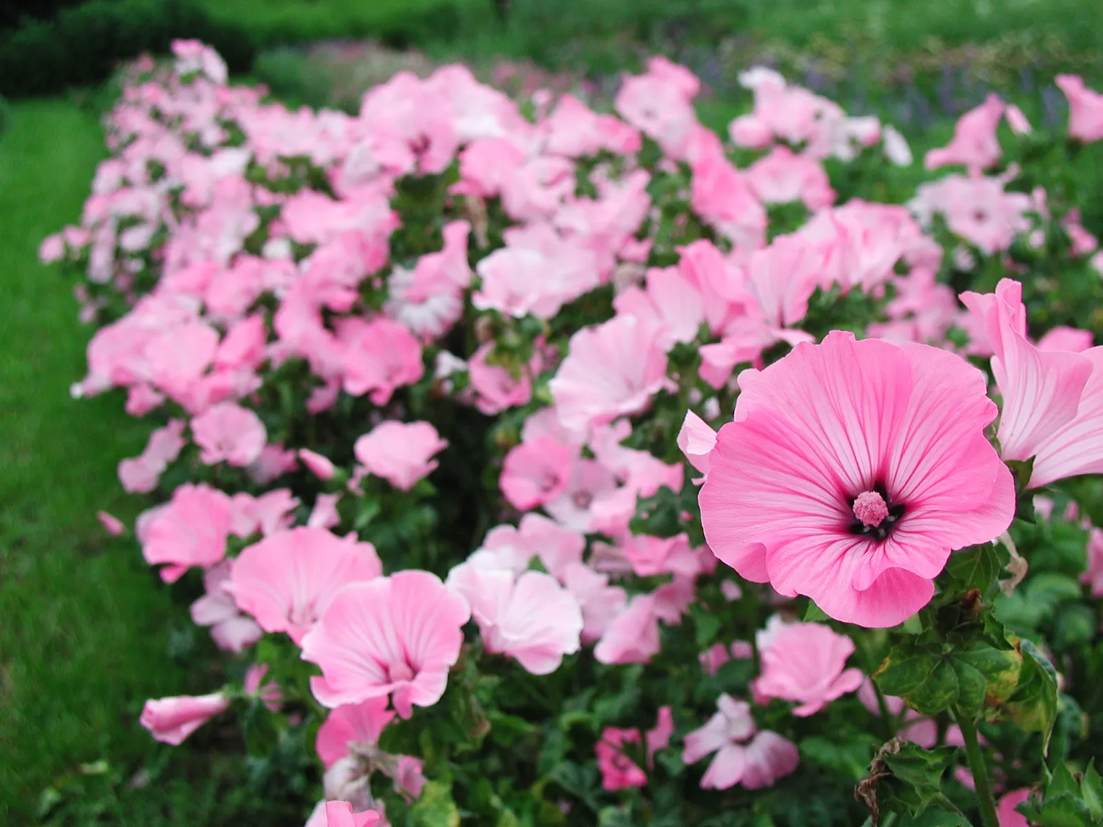 Tree Mallow, Tree Lavatera (Lavatera Thuringiaca 'Kew Rose') — which can reach diameters of 3 to 4 inches; which is zones 6 through 9