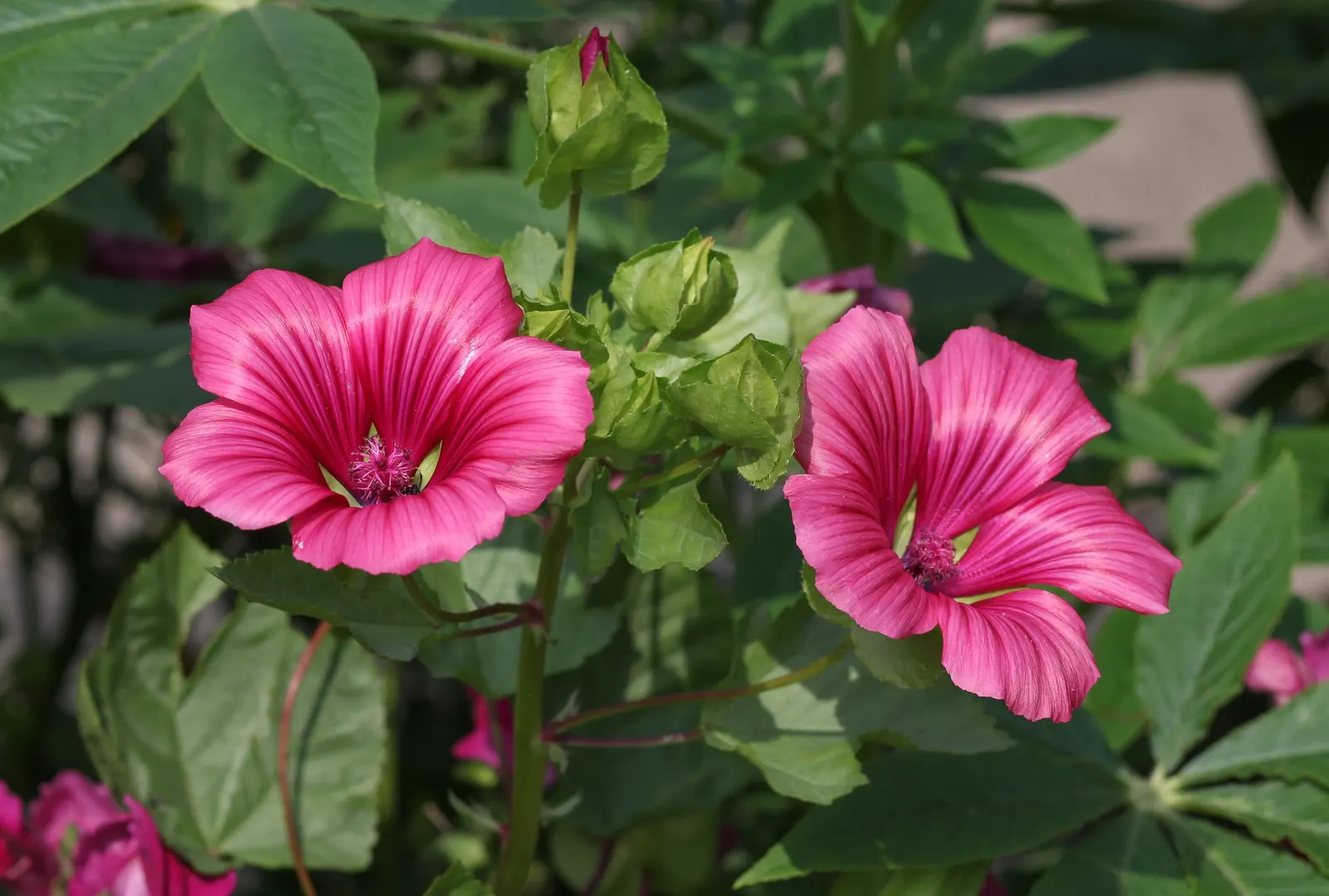 Tree Mallow, Tree Lavatera (Lavatera Thuringiaca 'Kew Rose') — this perennial requires minimal maintenance, image 59