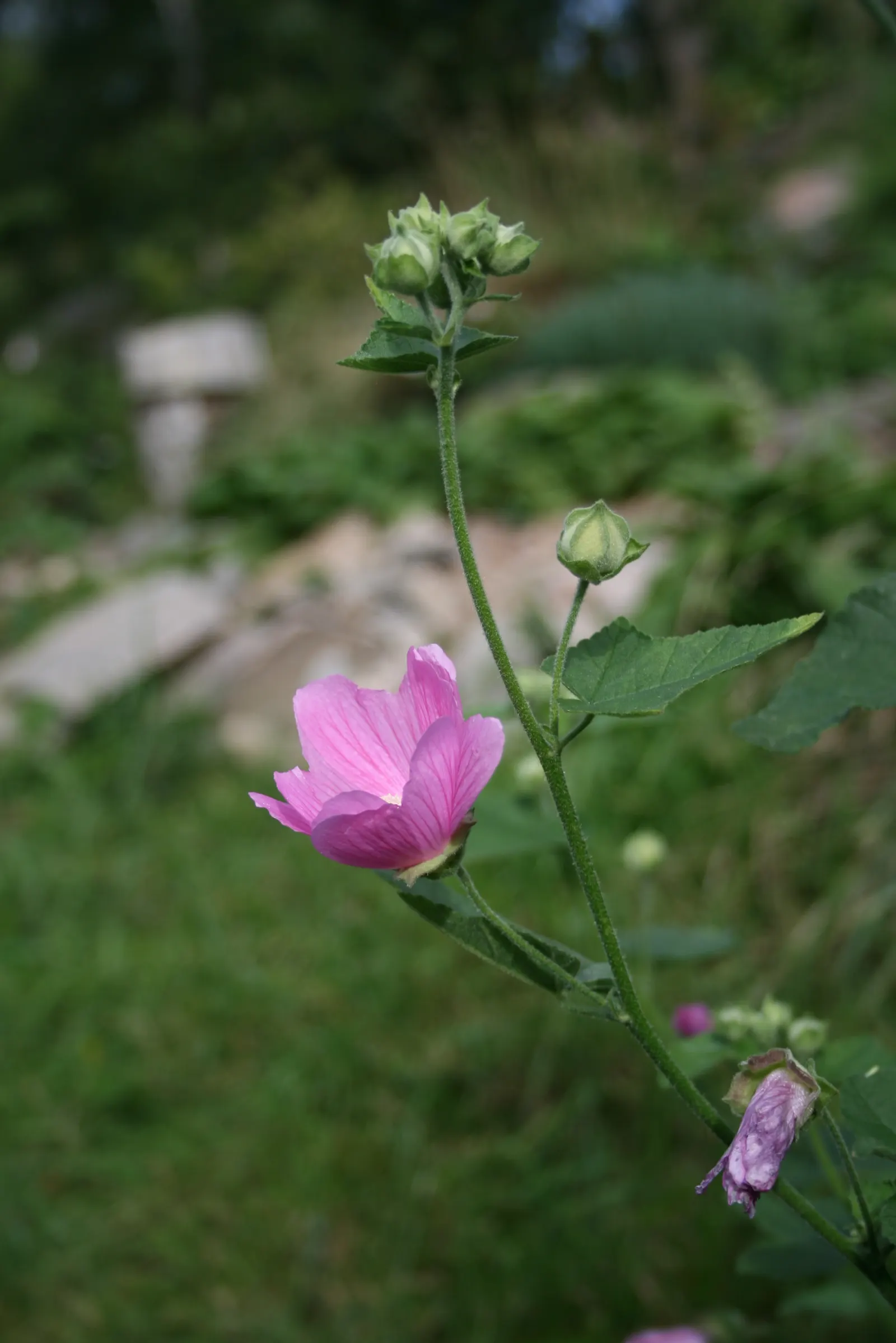Tree Mallow, Tree Lavatera (Lavatera Thuringiaca 'Kew Rose') — Valued for both its drought tolerance and ability to grow in a variety of soil types, image 43