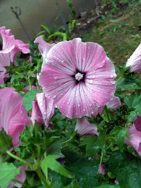 Tree Mallow, Tree Lavatera (Lavatera Thuringiaca 'Kew Rose') — It is highly adaptable and thrives in full sun to partial shade